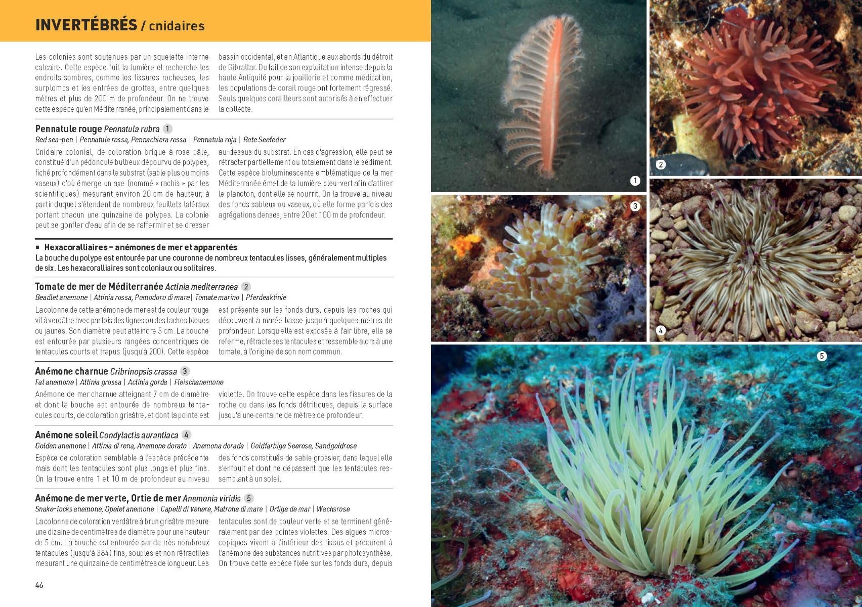 Méditerranée sous-marine: Guide de la faune et de la flore