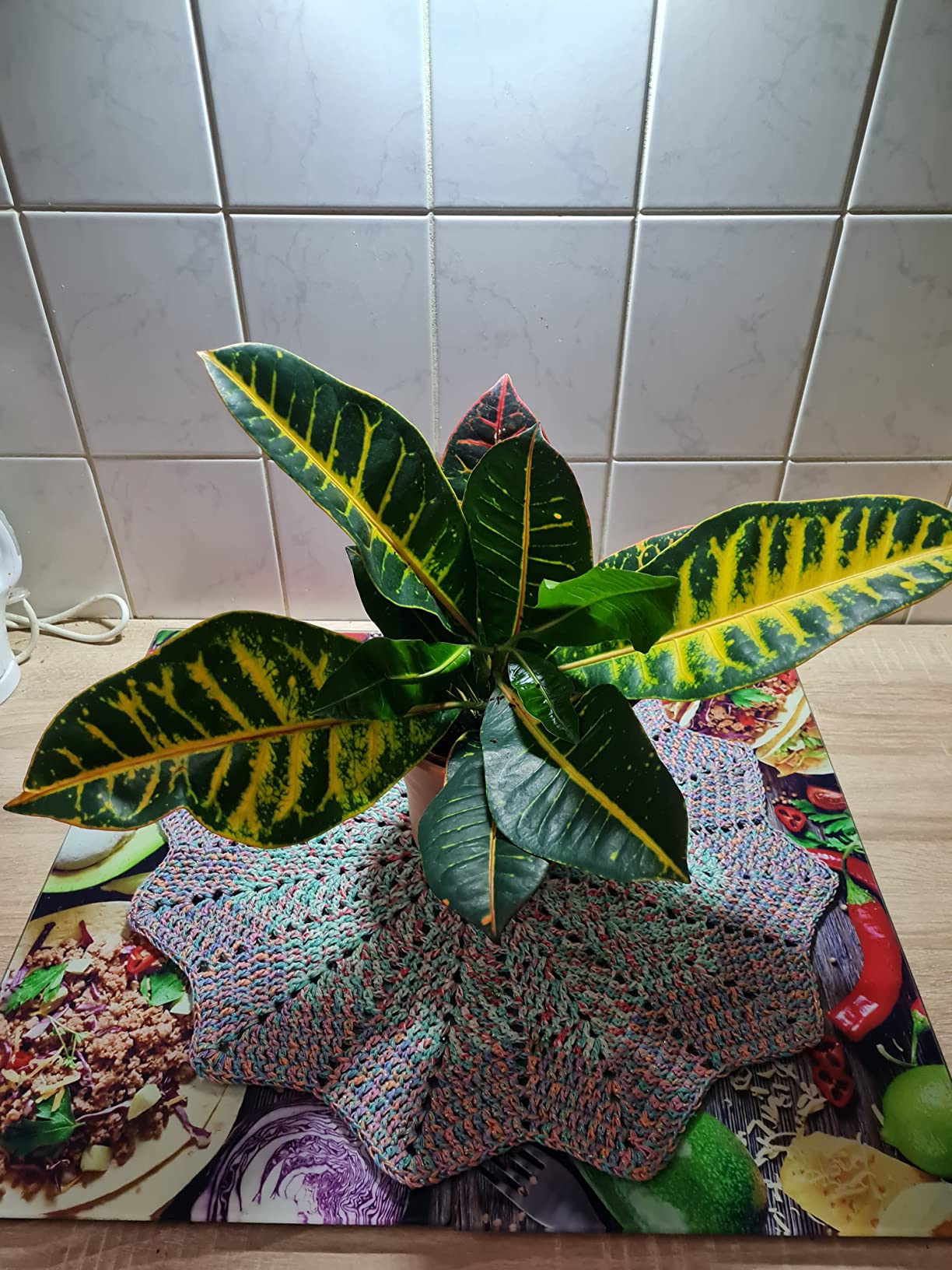 Croton Banana - Live Plant In A 4 Inch Pot - Codiaeum Variegatum Banana Beautiful Clean Air Indoor Houseplant