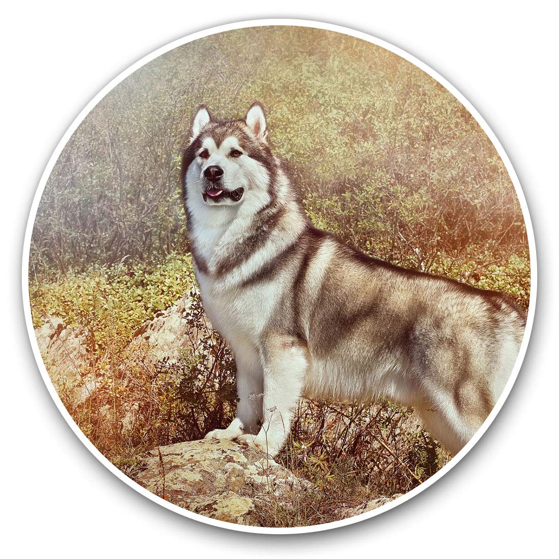 Destination Vinyl Ltd Alaskan Malamute Husky Dog Puppy 15806 Awesome Vinyl Stickers (Set Of 2) 15Cm - Alaskan Malamute Husky Dog Puppy Fun Decals For Laptops,Tablets,Luggage,Scrap Booking,Fridges #15806
