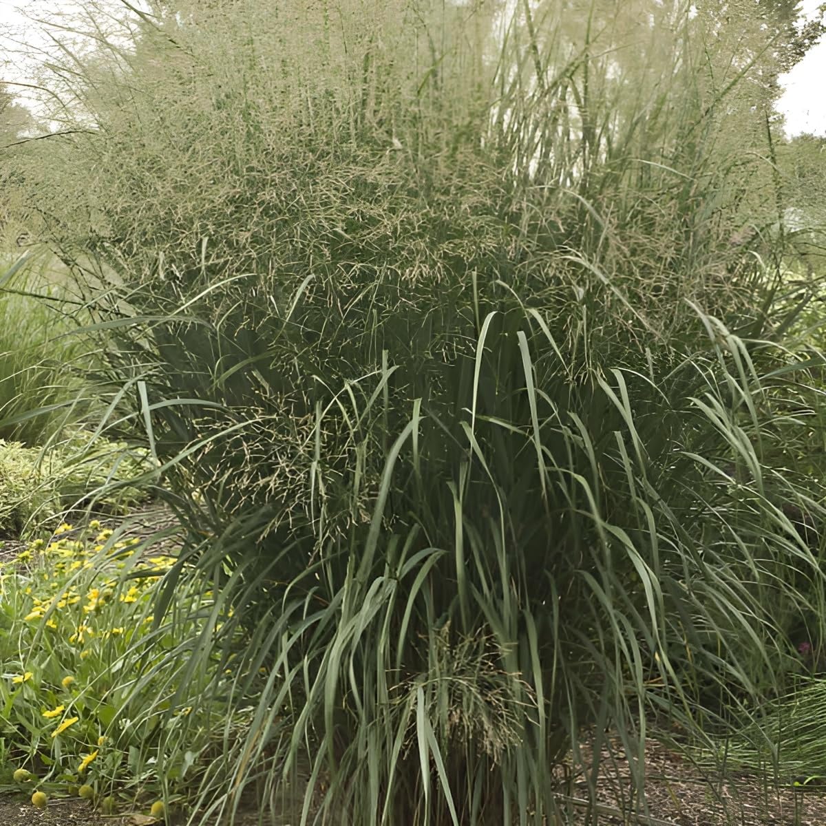 Stauden Gänge 10 x Panicum virgatum 'Thundercloud' Riesen Rutenhirse | Hohes Ziergras für Sonne, Blüte August bis Oktober, mehrjährig, 1 L Topf (11x11 cm)