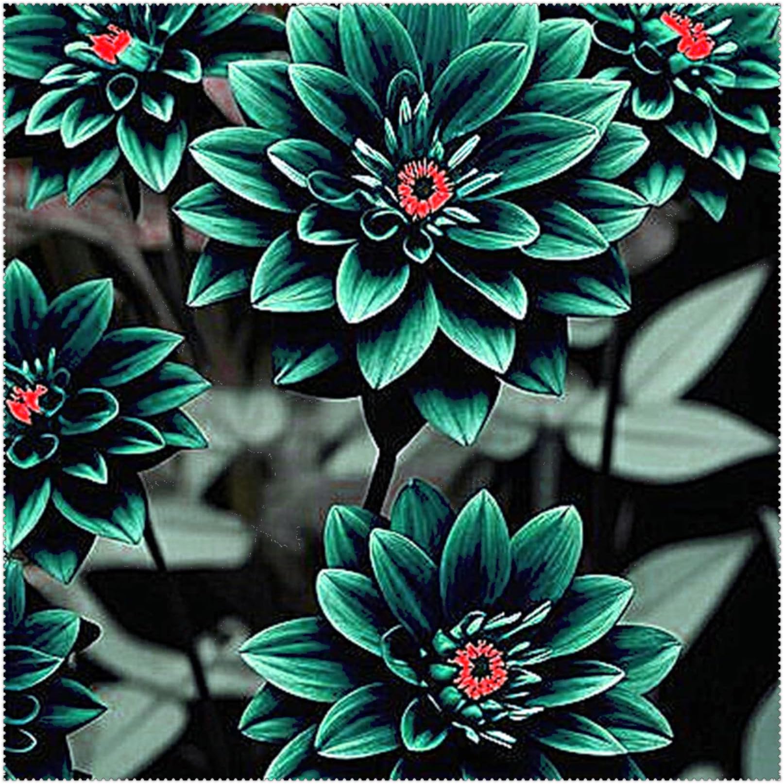 Dahlia Bulbs Mix for Planting Now UK/Greening Flower/Good for Containers/Strong Plants That Grow Well/Natural Organic/Cut Flowers/Wedding Flowers.-4bulbs-I