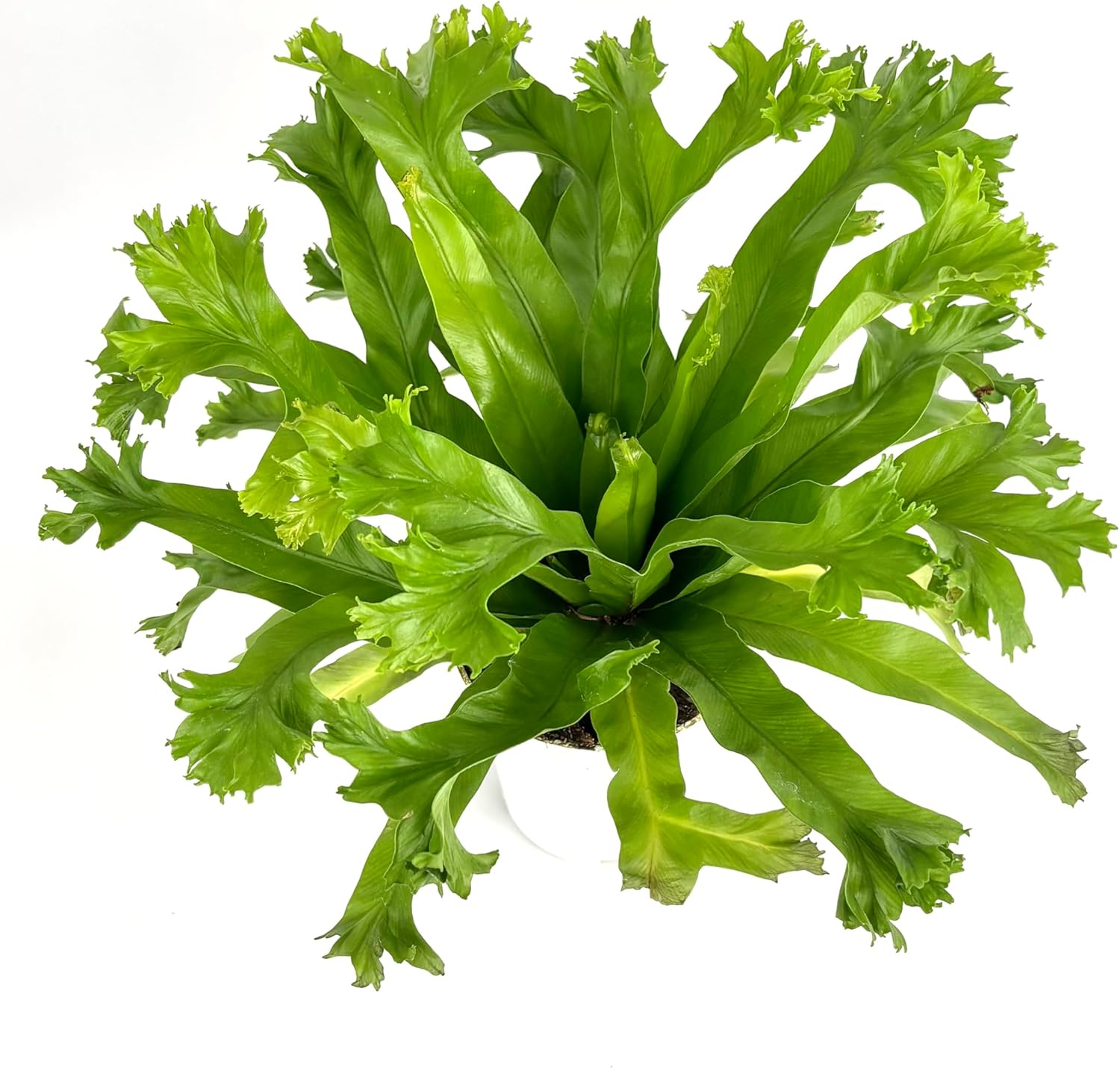 Japanese Bird's Nest Fern Asplenium Antiquum Crissie, Green, 4" Pot, Live Plant