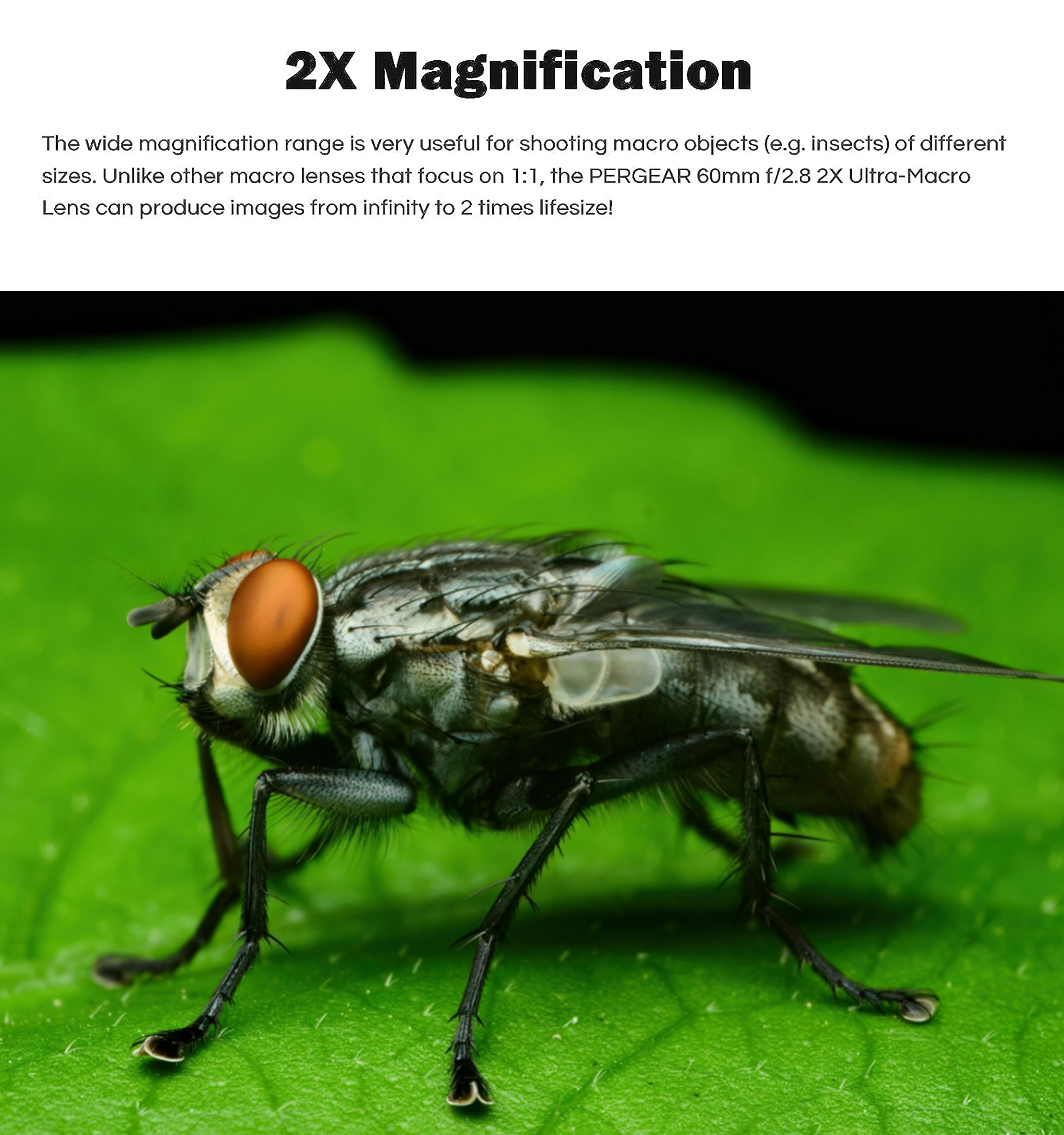 PERGEAR 60mm F2.8 II Vollformat-Makro Objektiv mit 2-facher Vergrößerung für Sony E-Mount, Manueller Fokus und Große Blende, Kompatibel mit spiegellosen Sony E-Mount-Kameras Alpha a7 a7II a7III a7R