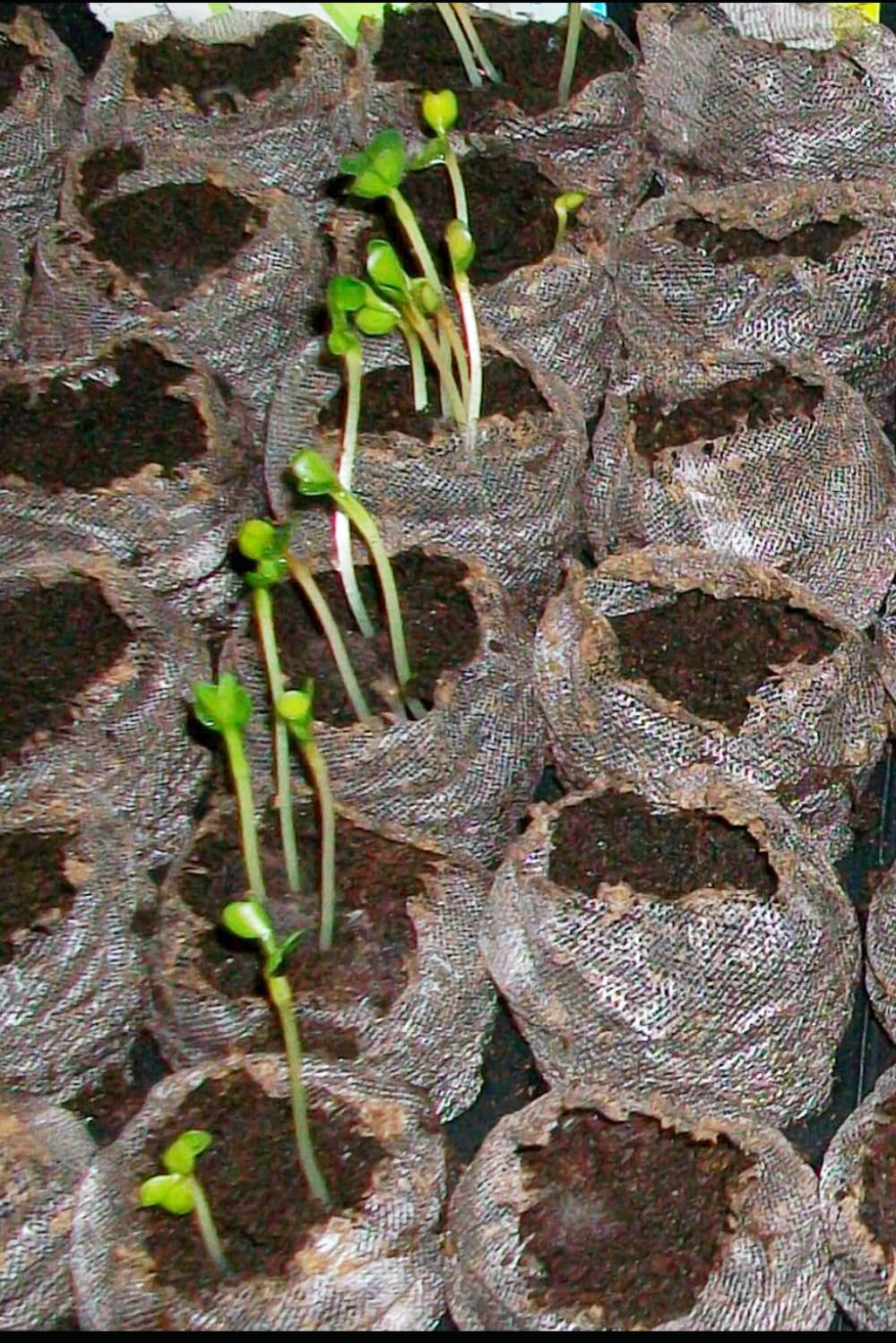 The Permaculture Handbook: Simple Steps to Design Your Sustainable Garden Oasis
