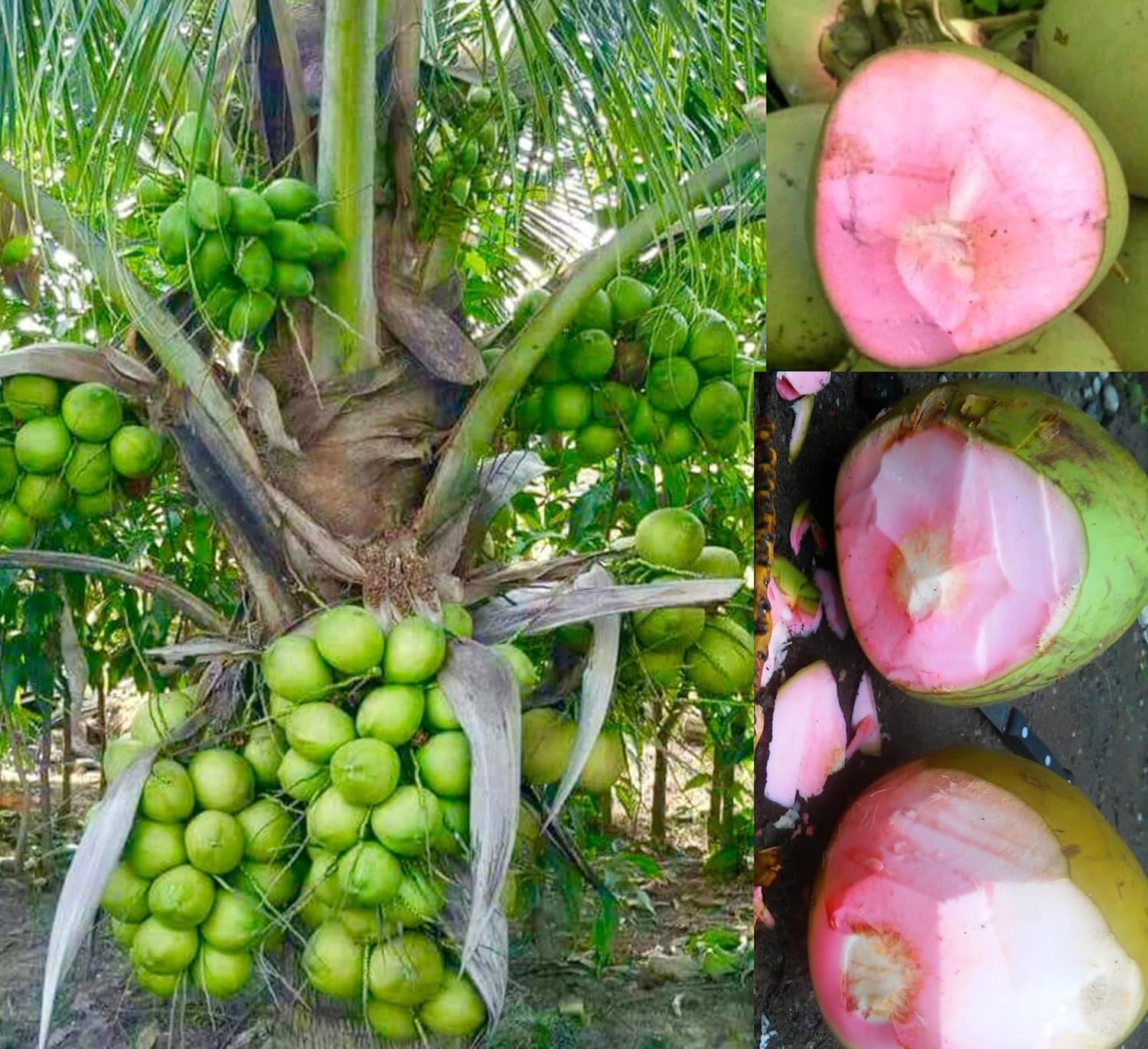 Cloud Farm Thai Pink Coconut Tree Height 2-3 Feet Dwarf coconut tree Plant Fruit After 2-3 Year Hybrid 1 Healthy Live Plant,CF_35-image-22