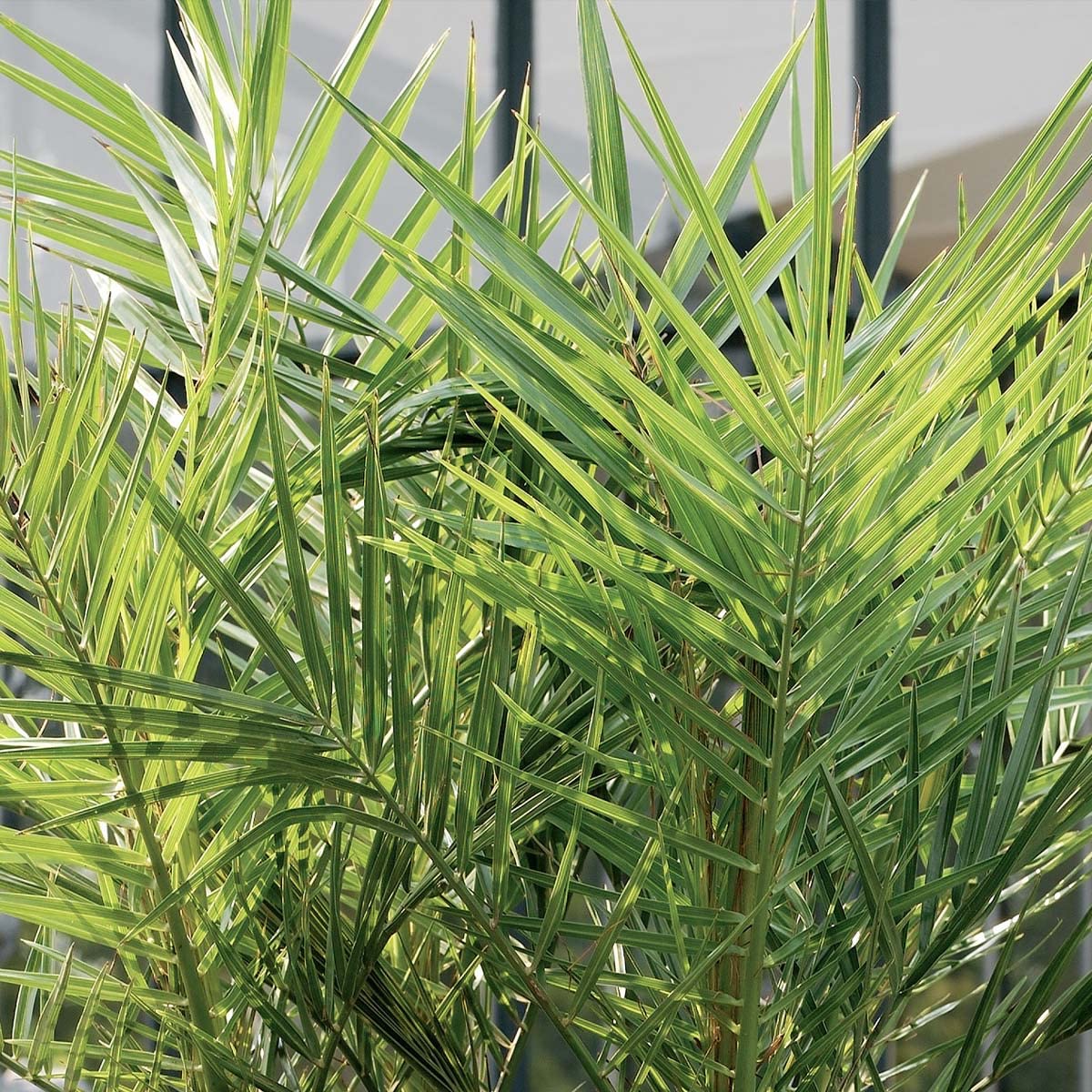 Palmier des Canaries Phoenix Canariensis 80-100 cm Pot 19 cm
