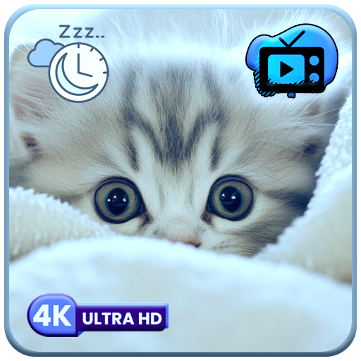 Niedliche Kätzchen Bildschirmschoner - Entzückendes Katzenfernsehen mit beruhigenden Klängen und Schlaftimer-Countdown