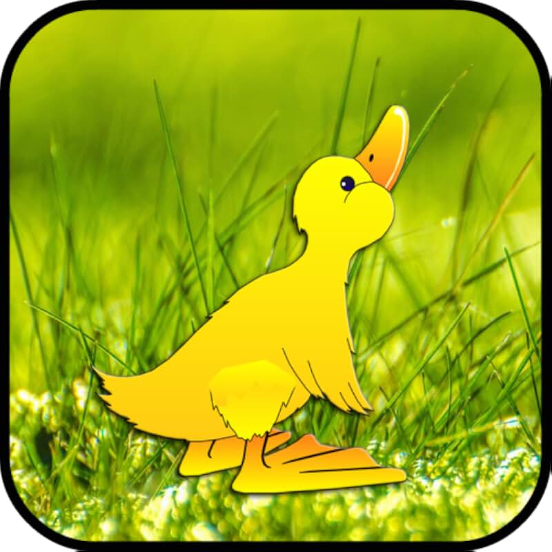 Start duck duck go. Бука утки. утка утка го. duck duck browser. rainbow friends ducky.