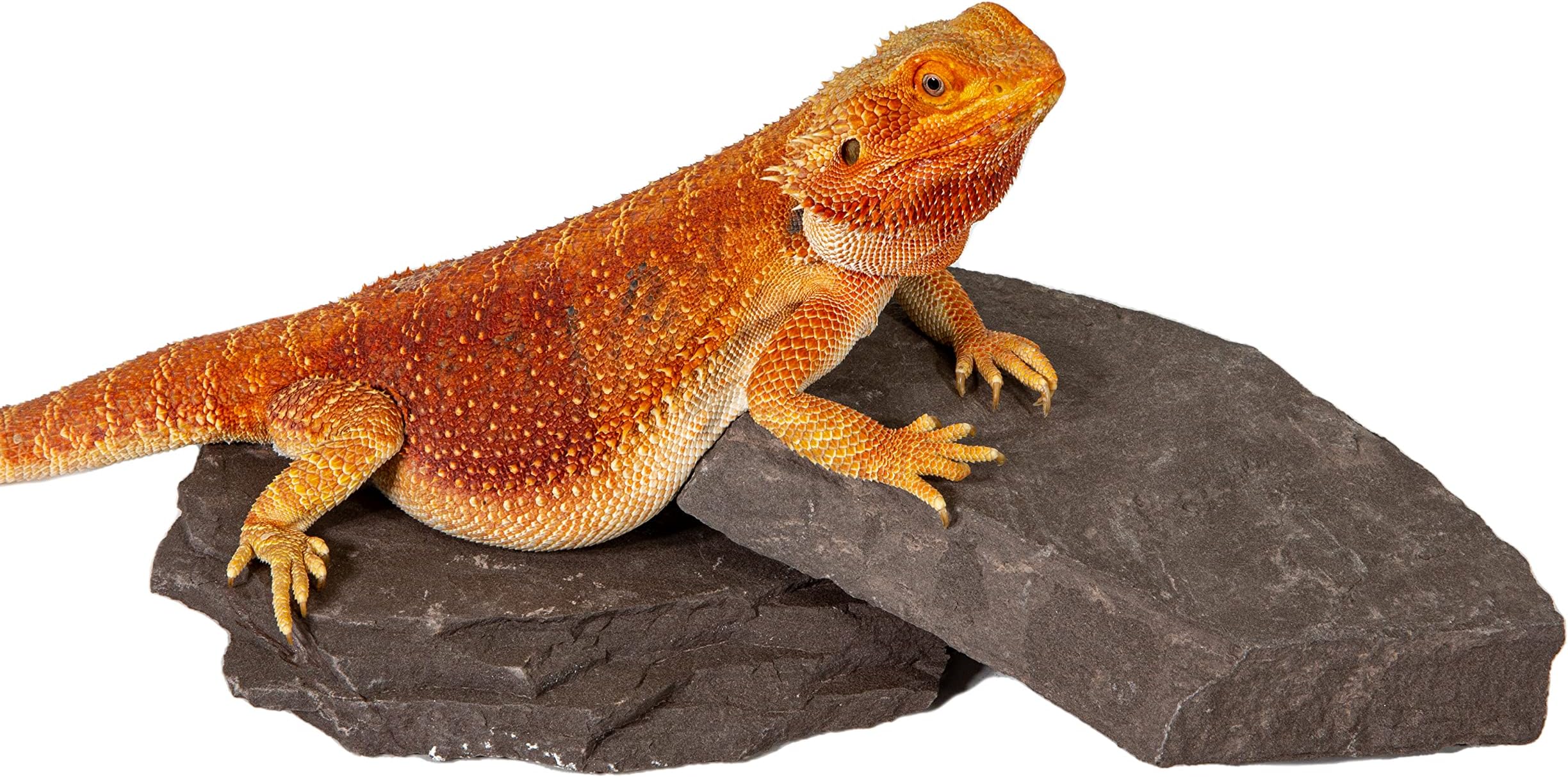 CAROLINACUSTOMCAGES Natural Habitat Rocks, Deep Maroon, Medium Size Pair
