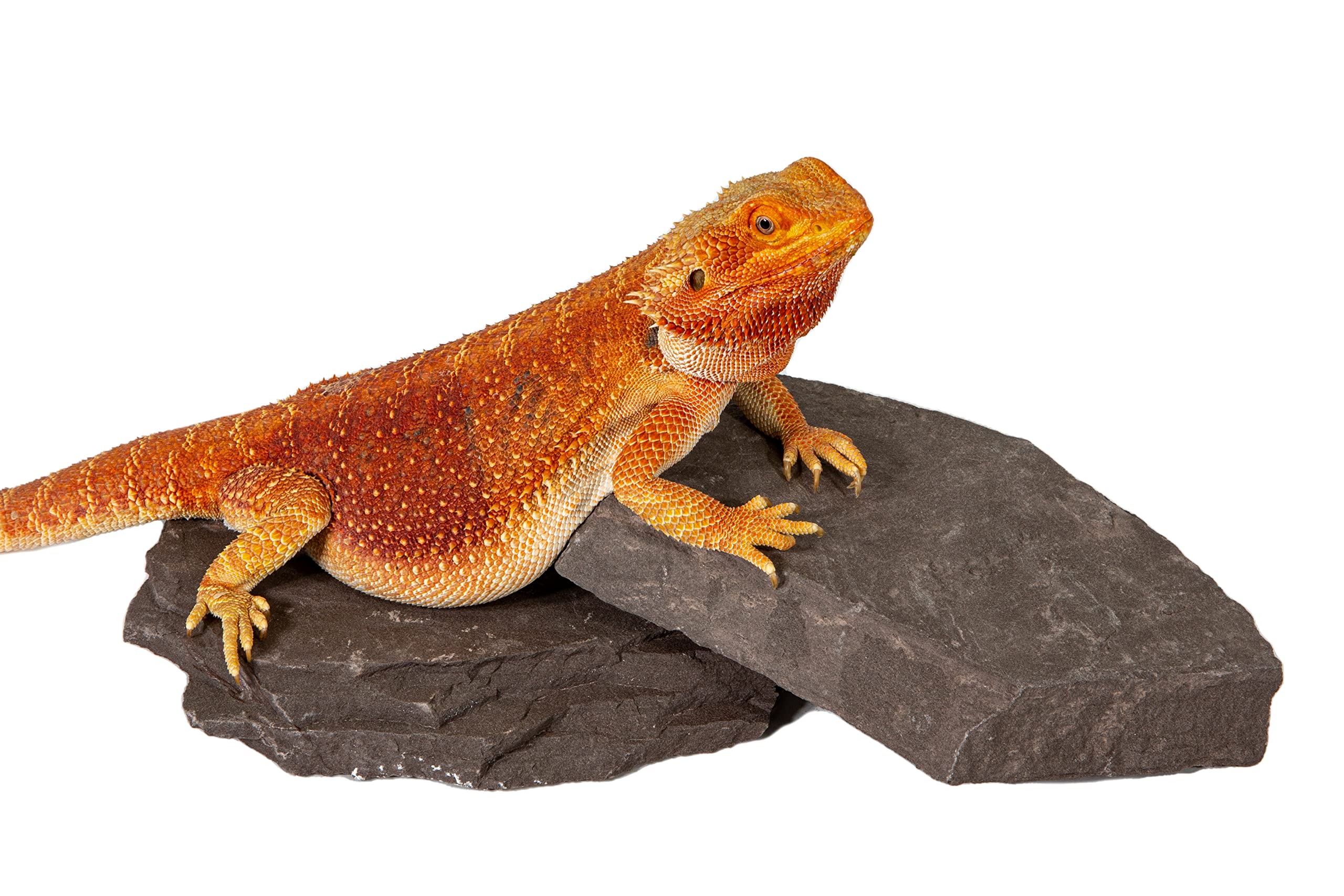 CAROLINACUSTOMCAGES Natural Habitat Rocks, Deep Maroon, Medium Size Pair