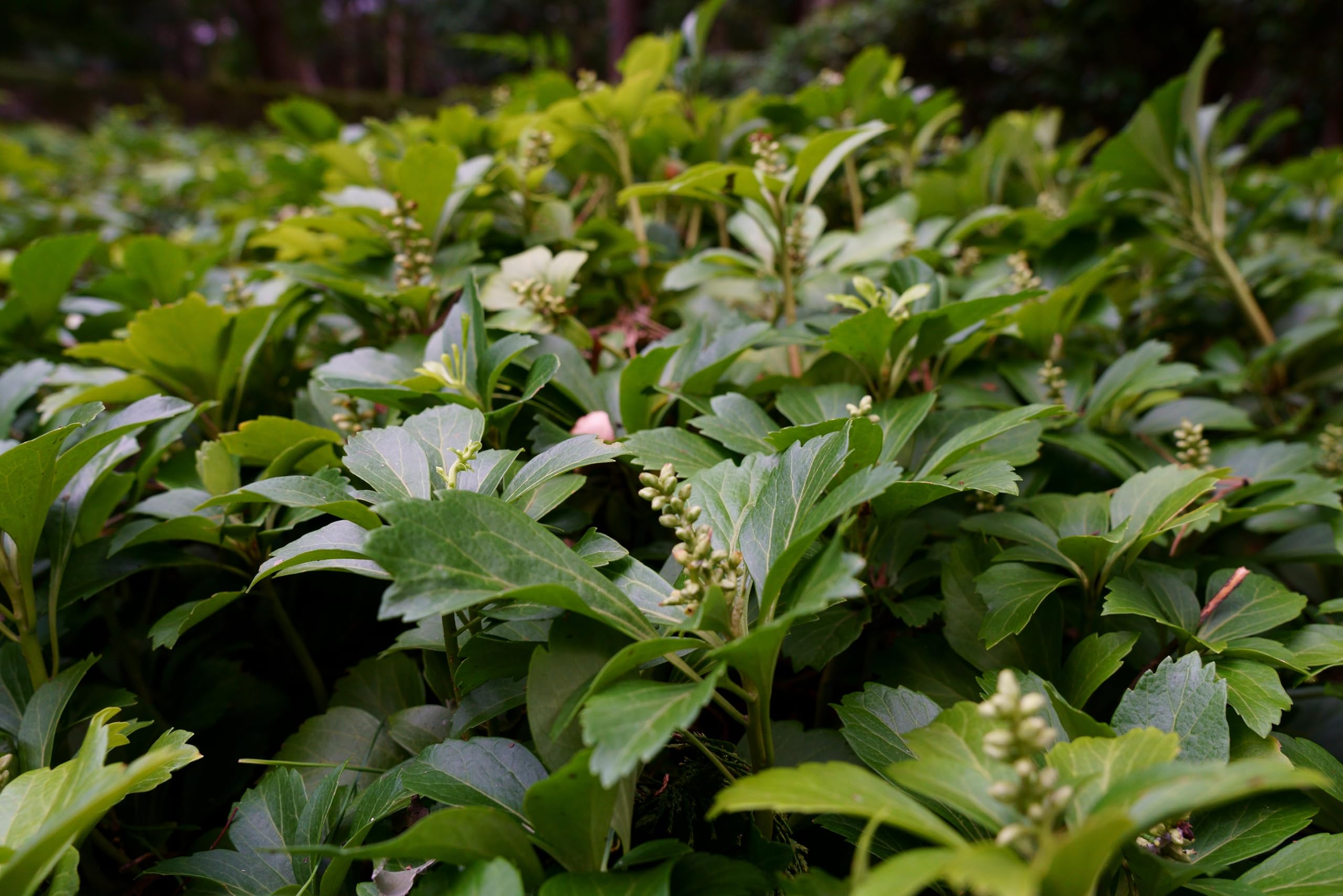 Stauden Gänge 10 x Pachysandra terminalis 'Green Carpet' Dickmännchen