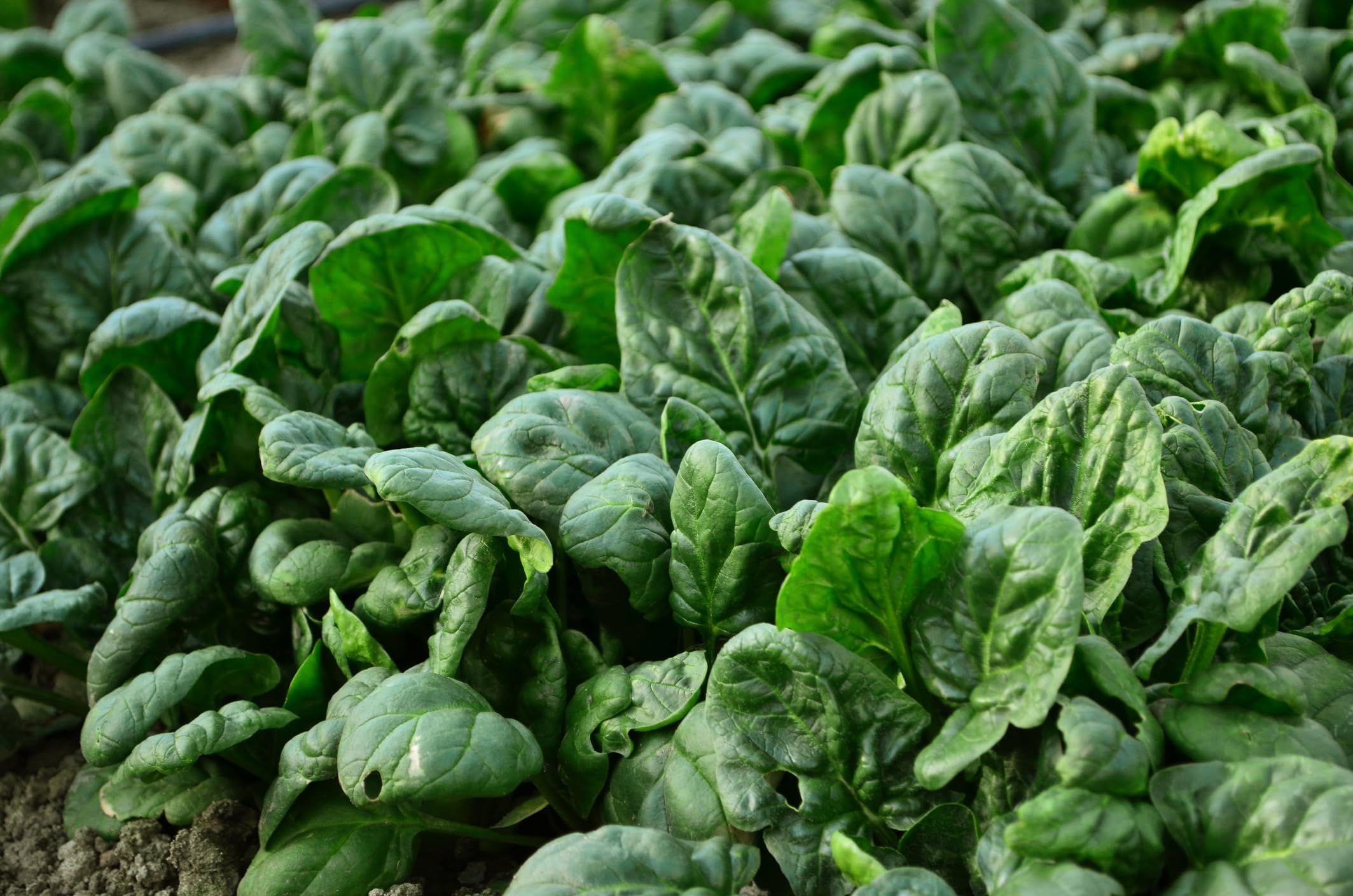 Just Seed - Spinach - Giant Winter - 300 Seeds - Economy Pack