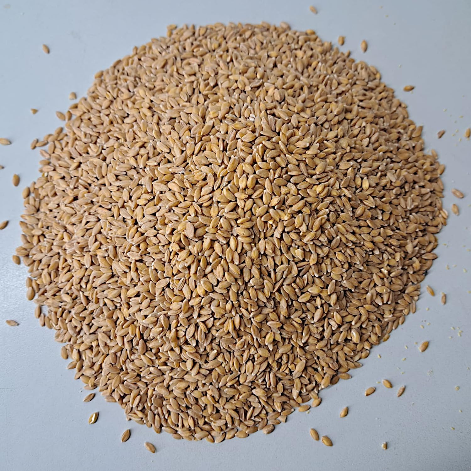 Mühlen Einkornkörner 5kg ganzes Korn gereinigt, frisch aus der Rätze- Mühle in bester Qualität Einkornkerne