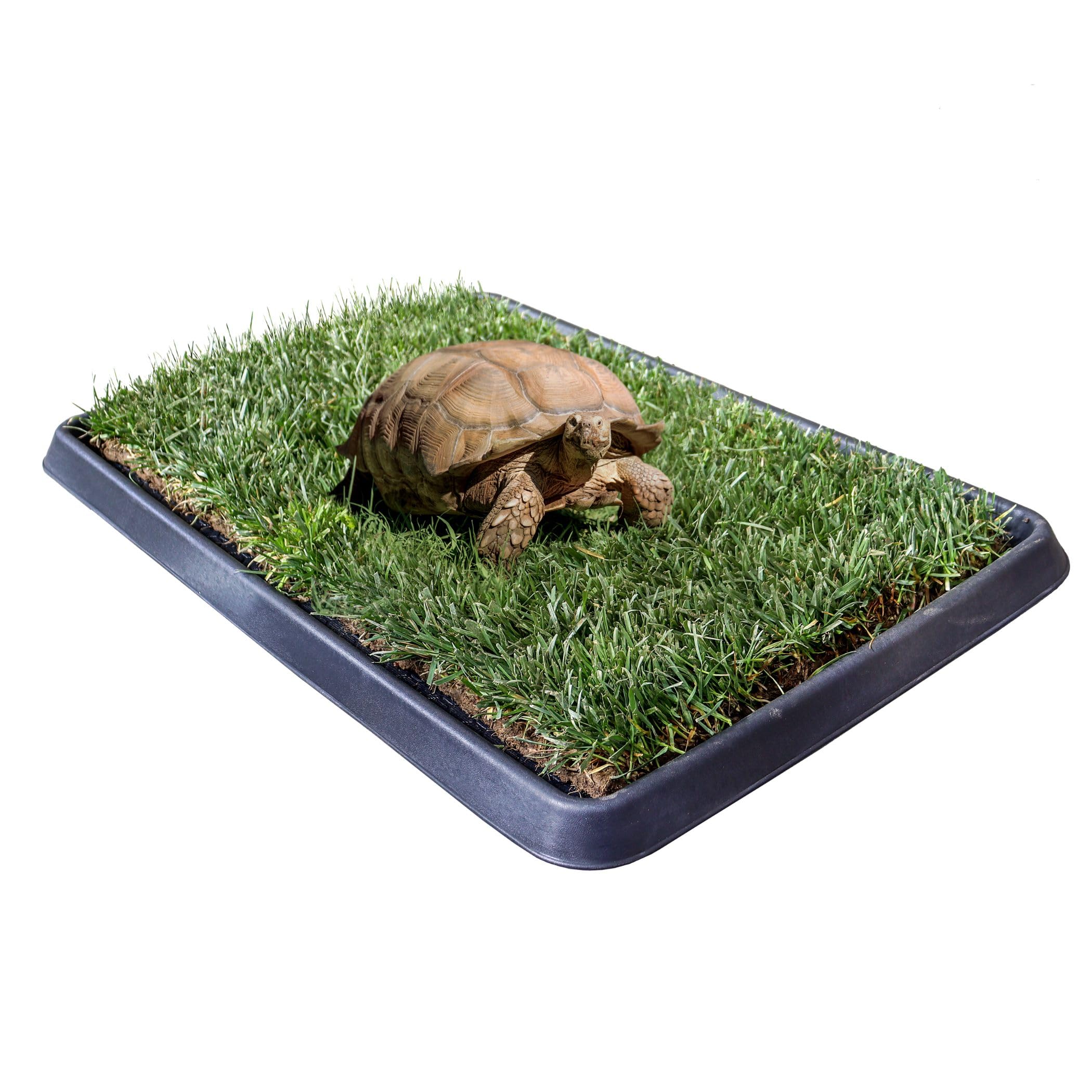 Petzolla Vassoio S 60x40cm Porta Traversine Cani in vera erba PetZolla - Ideale per Toilette e Addestramento di cuccioli - Made in italy