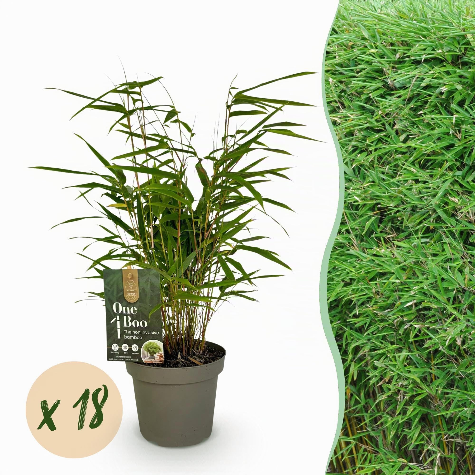 Green boutiQ - Bambou - Fargesia Rufa - Persistant - Non envahissant - Vert - 18 Plantes - Pot 14cm - Hauteur 35cm