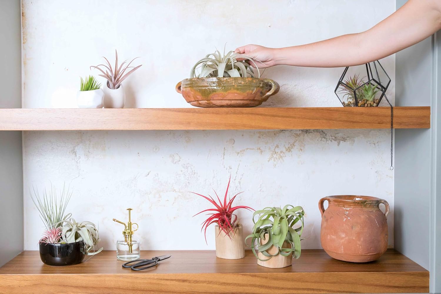 White Ceramic Wall Planter with Assorted Air Plant - Live Tillandsia in Holder Succulents Vase - Home and Garden Decor - Easy Care (1 Large Planter with 1 Air Plant)