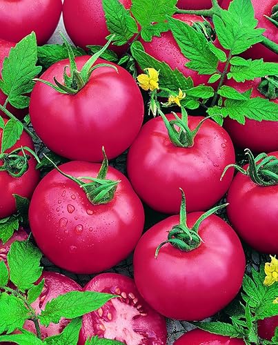 Brandymaster Pink F1 Hybrid Tomato 0.04 oz  250 Semillas - Hybrid F1 - Semillas de horticultura - Sin OMG - Solanum lycopersicum