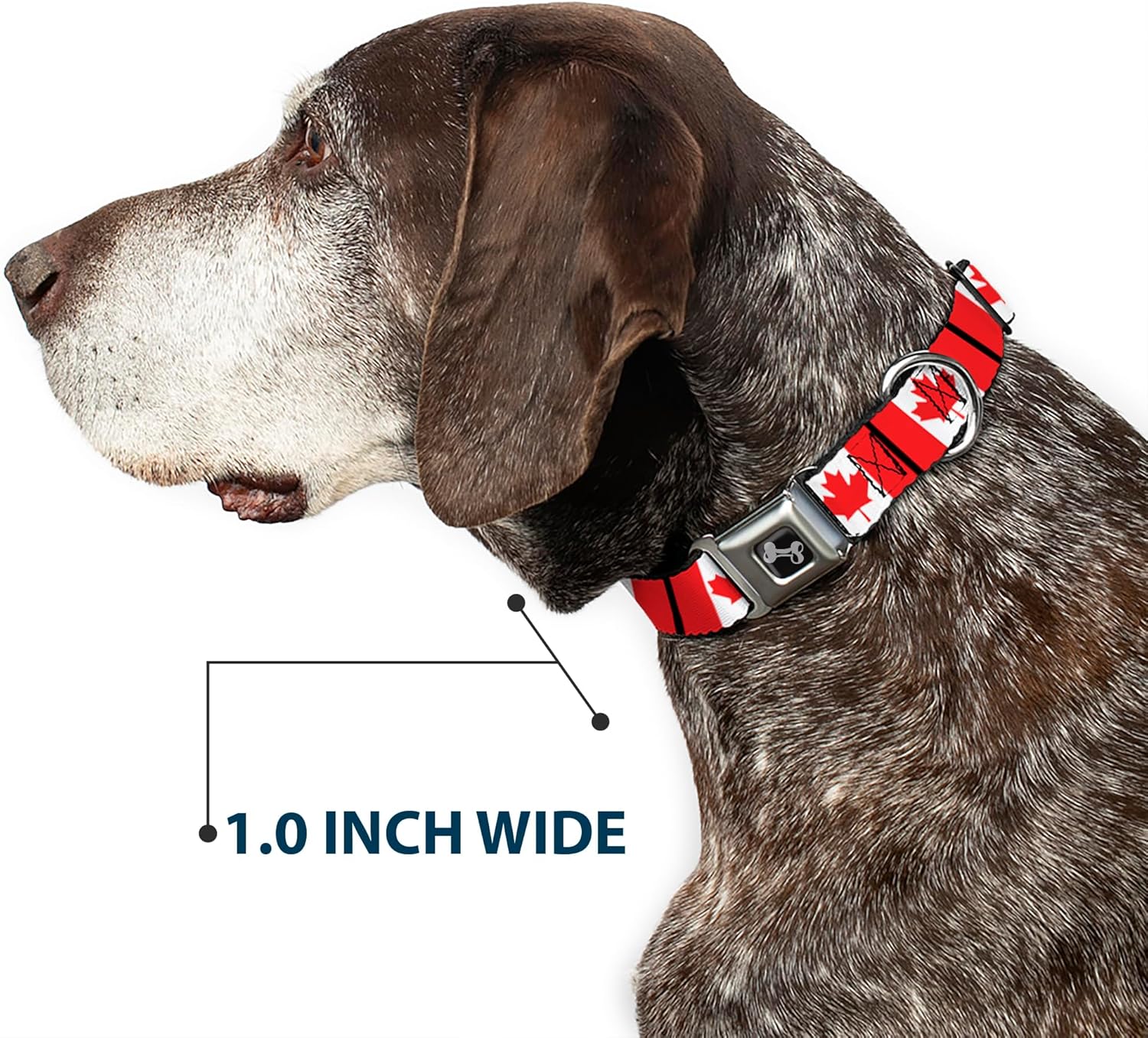 Buckle-Down Seatbelt Buckle Dog Collar - Canada Flags - 1" Wide - Fits 11-17" Neck - Medium