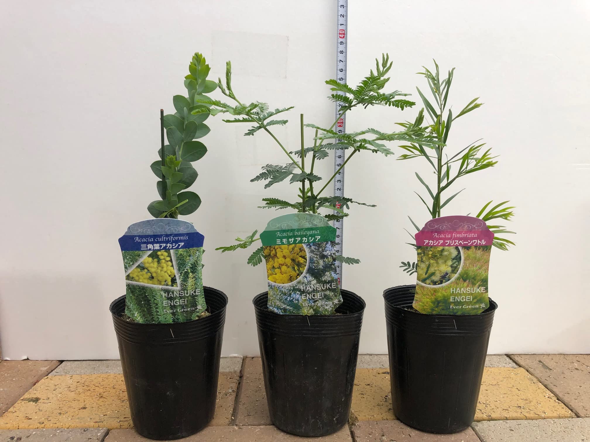 Amazon.co.jp: ドライフラワーにもなる 花 ミモザの花【三角葉アカシア