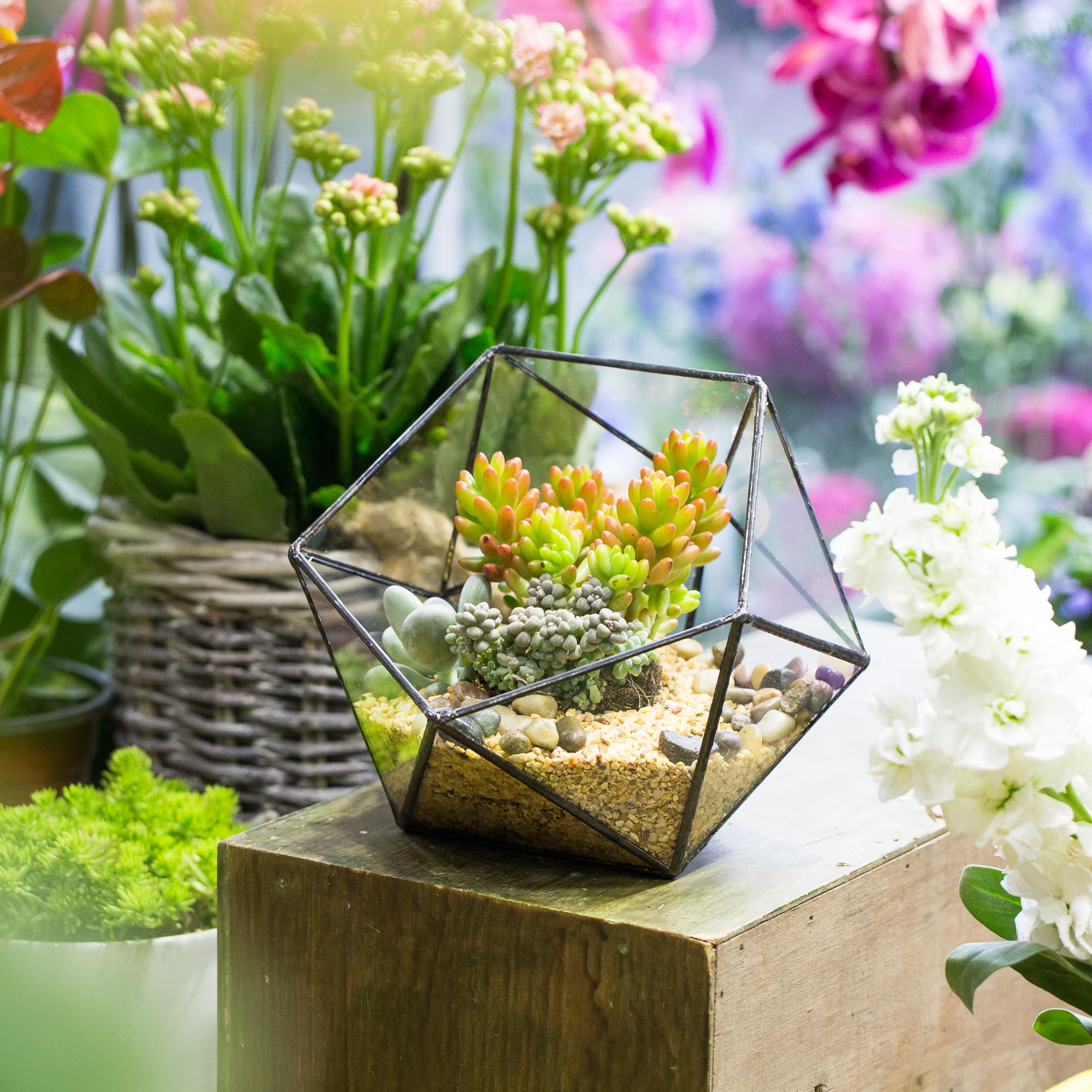 NCYP Géométrique Terrarium en Forme de Demi-sphère Triangulaire en Verre Fait à la Main, Pot de Fleurs pour bonsaï, Table Décoration pour Plantes Grasses (Pas de Plantes)