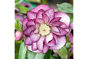 10pcs Hellebore Seeds, Perennial Helleborus Flower Seeds Attracts Pollinators Shady Borders Containers...