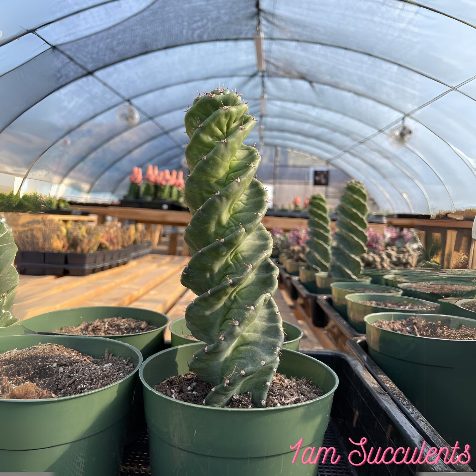 old man cactus Old Man Cactus (Cephalocereus senilis) – Cedar Bridge Botanicals