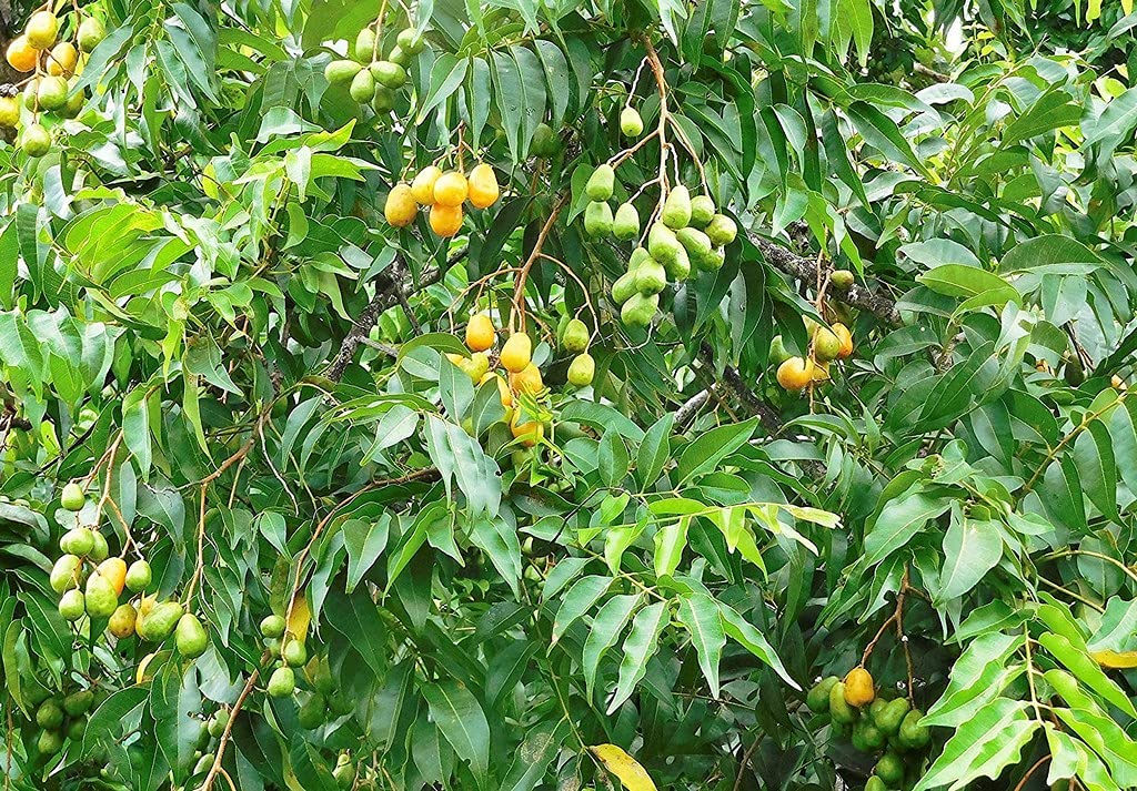 OhhSome Garden Rare Indian Hog Plum Ambazham Fruit Live Seedling Plant Vegetable Ampazham (Healthy Plant) (B09HN572N2) Amazon Price History, Amazon Price Tracker