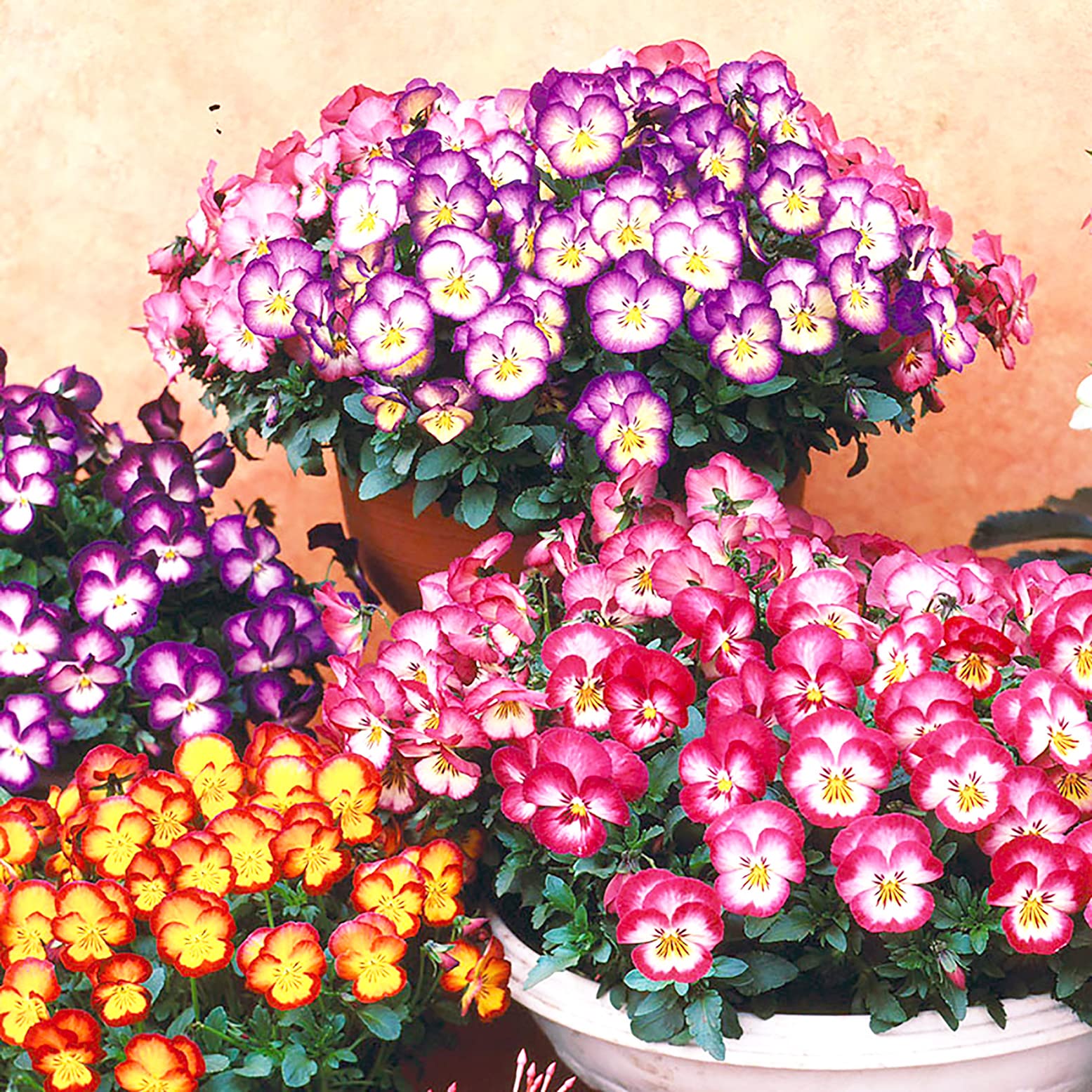 花種 　選べる お好み 3種セット Amazon.co.jp: ITANSE 虹色スミレ3.5号 色ミックス 3個セット