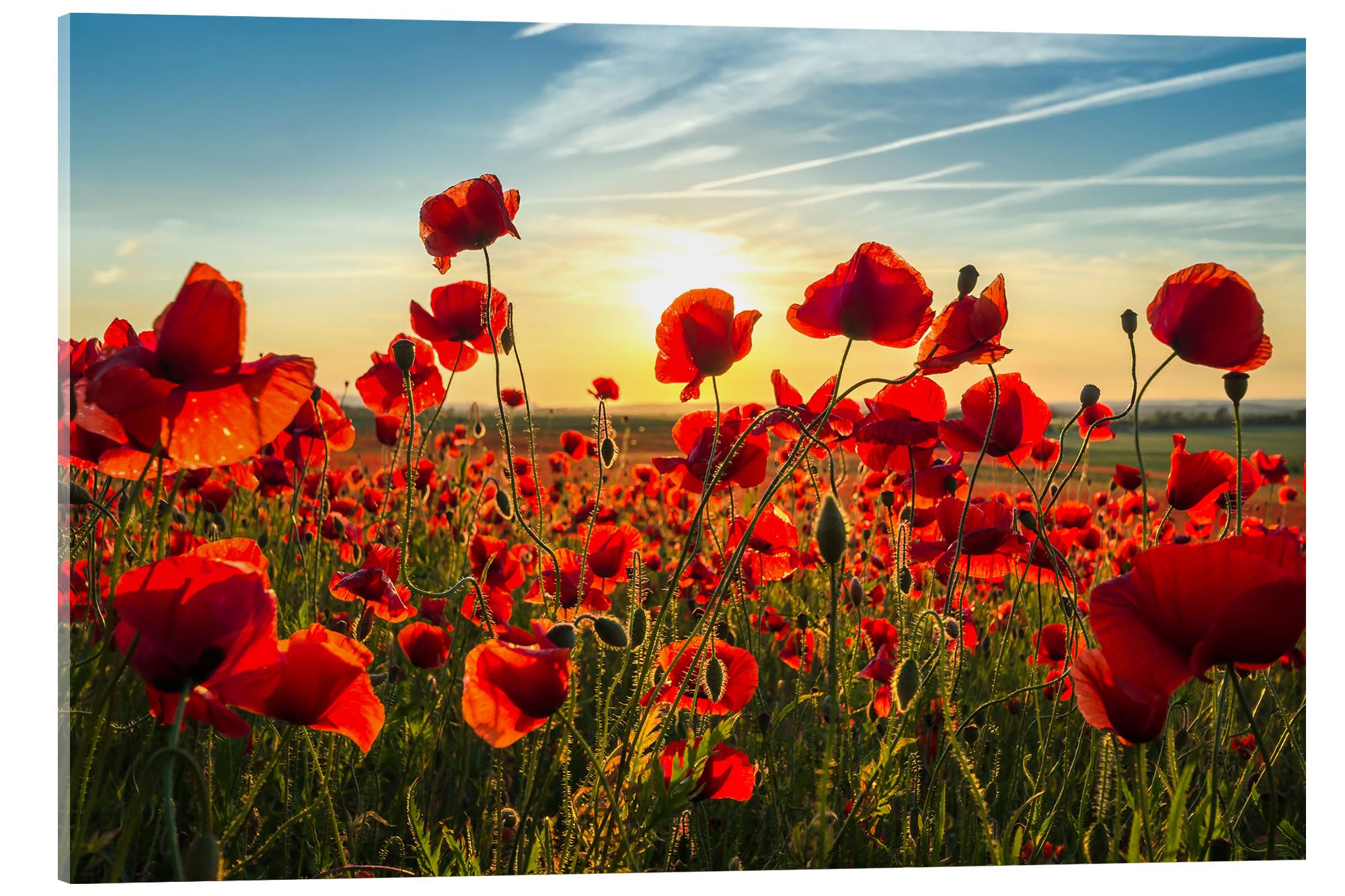Posterlounge Mohn am Abend Acrylglasbild | 90 x 60 cm von Steffen Gierok Rot Wandbilder Wanddeko