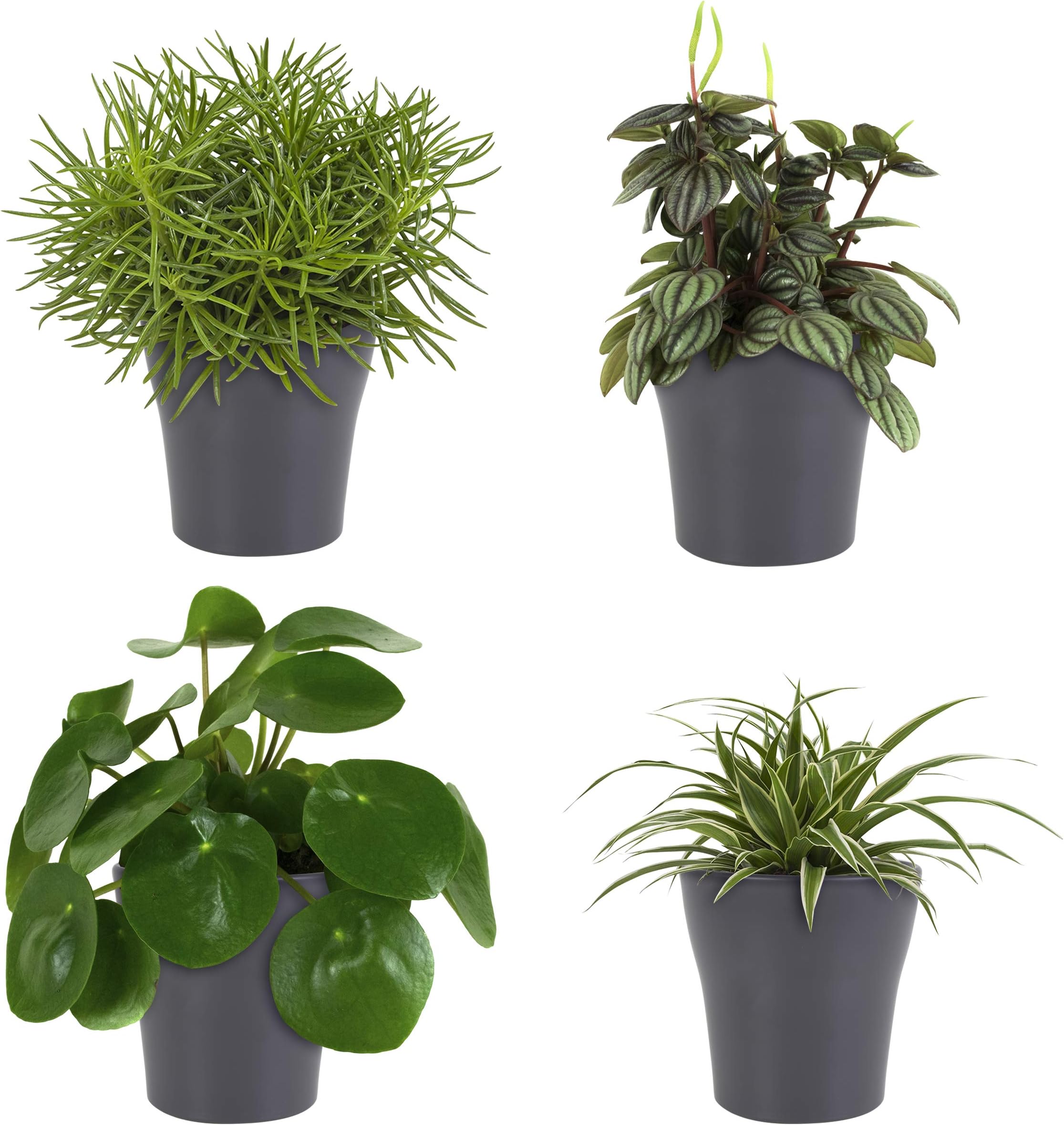 Indoor Plants from Botanicly – 4 × Senecio, Chinese Money Plant, Peperomia, Spider Plant in Gray Plant Pot as a Set – Height: 20 cm – Senecio, Pilea, Peperomia, Chlorophytum