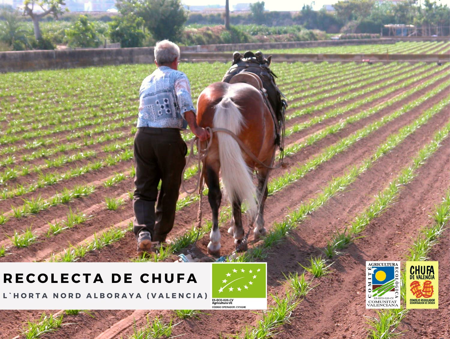 Chufa ecológica BIO 1 Kg Atmósfera protectora D.O. València - Món Orxata. Ideal para consumo en crudo o para elaboración de horchata. Conservar a menos de 15º