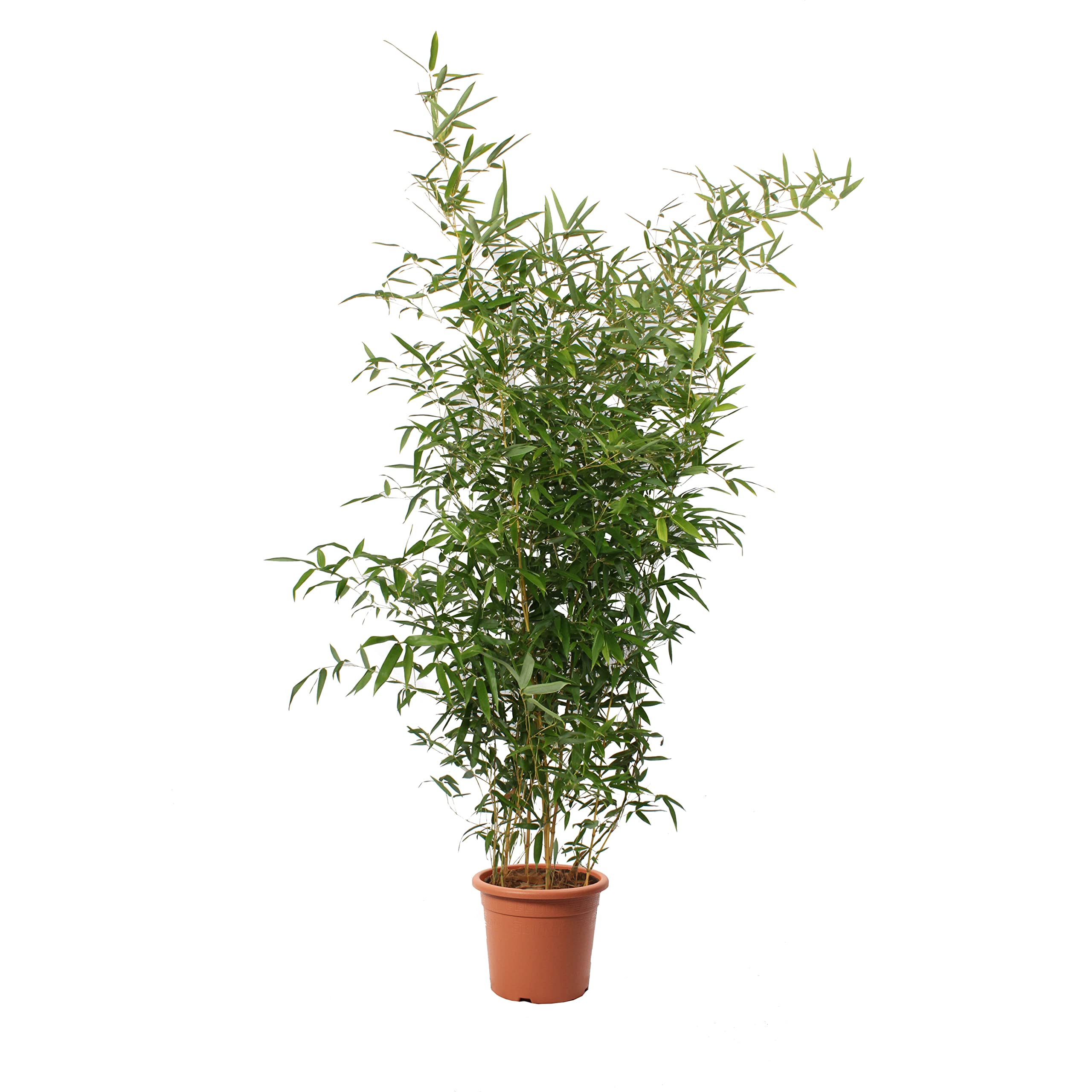 KENTIS - Bambusa Spectabilis mit Jutedekoration fr Vase - Bambus Pflanze -  Echte Winterharte Pflanzen fr Garten - Balkon Pflanze - Hoch 170-200 cm  Topf  24 cm : Amazon.de: Garten