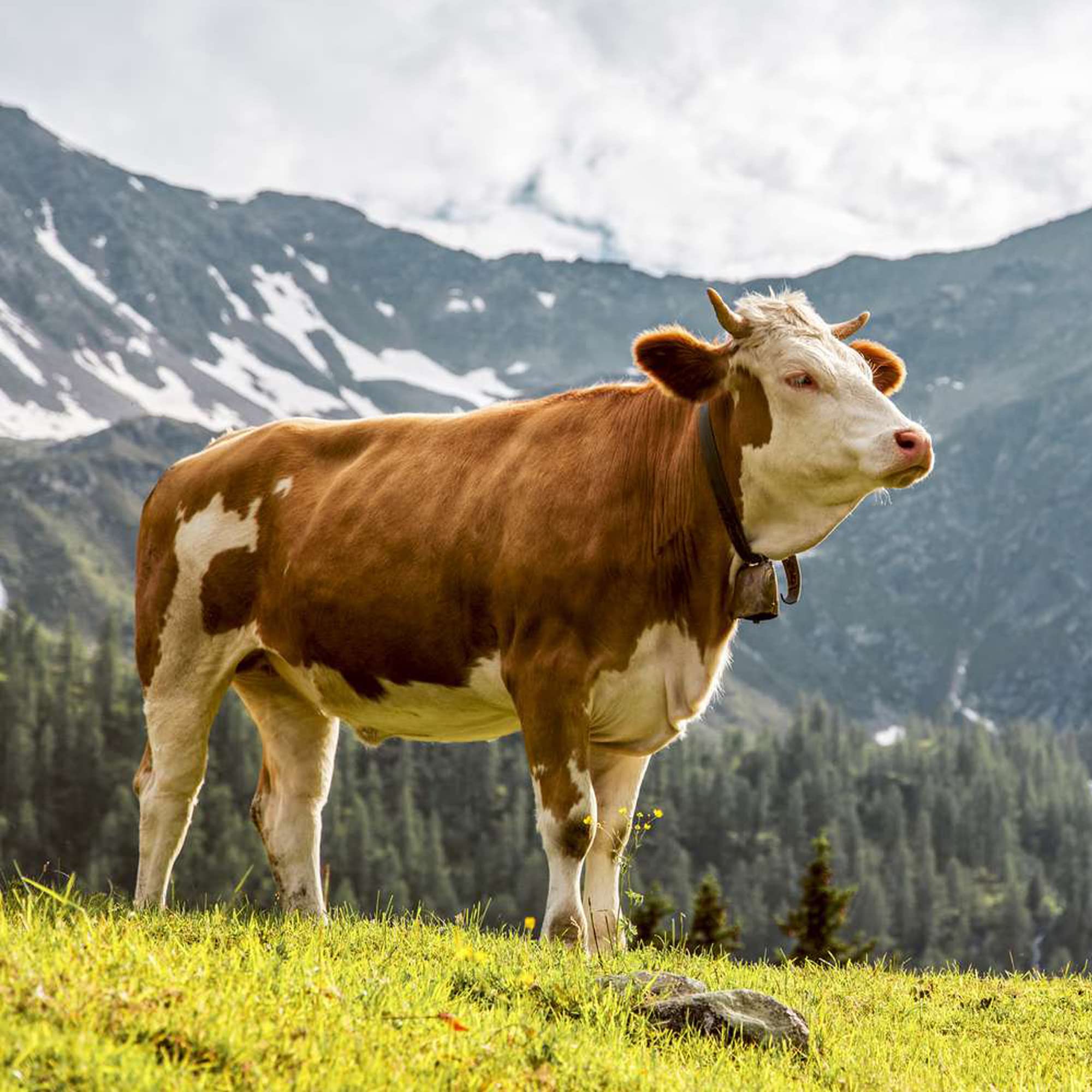 2 Campane Di Ferro Grandi Per Animali - 7,5x5,5x9,5 Cm, Per Cavalli, Mucche, Antifurto E Decorazione - Foto 8