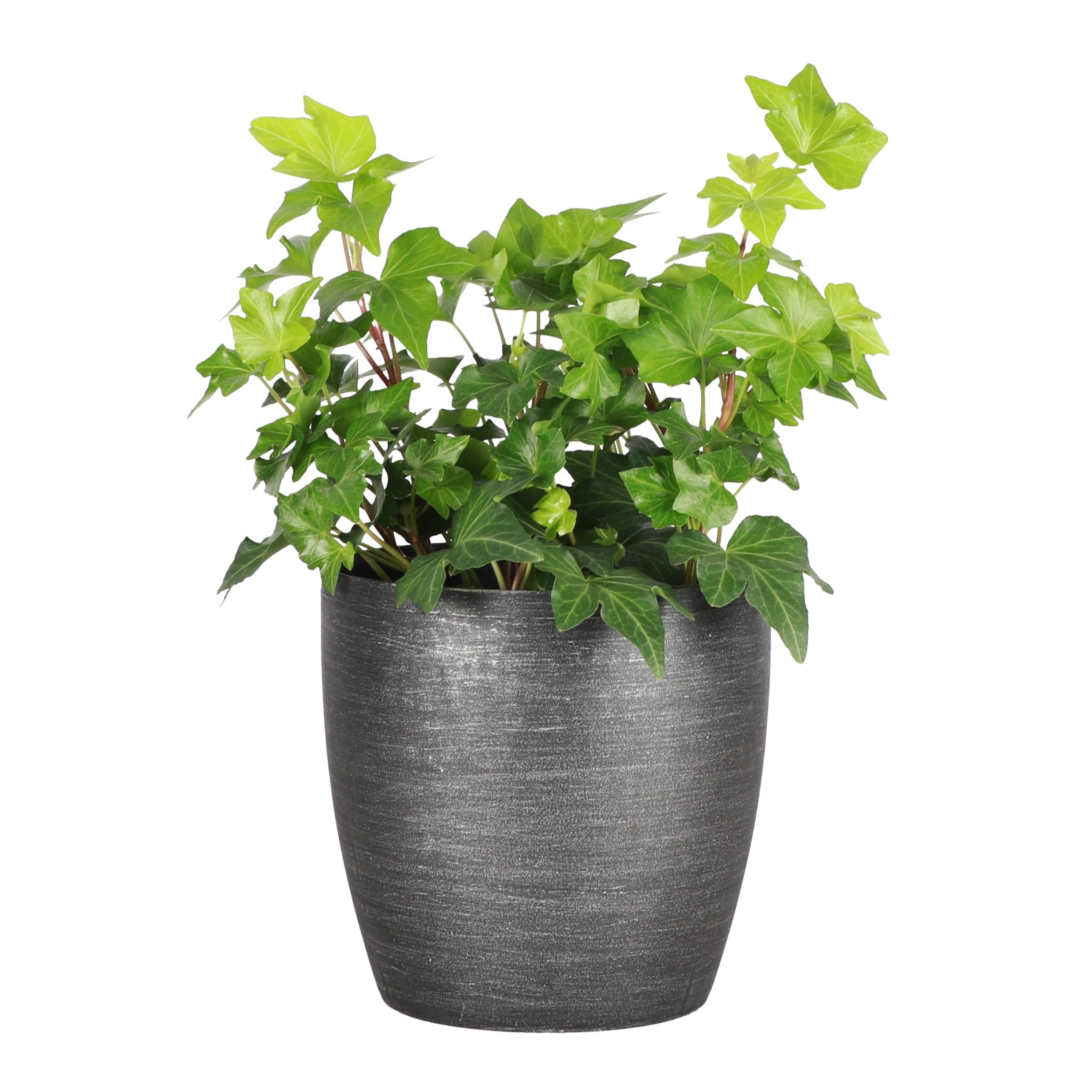 Thorsen's Greenhouse English Ivy