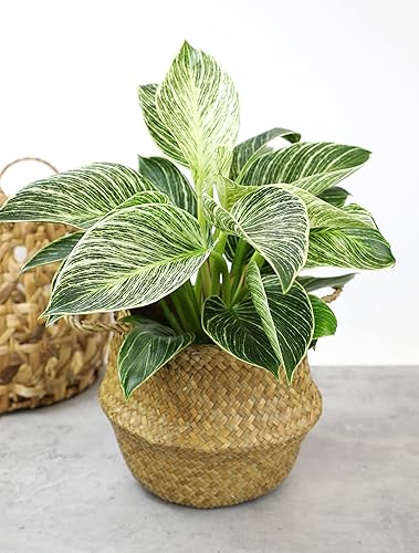 Miniatura 15 de Paquete variado de plantas de filodendro real (incluye 4 plantas vivas) en macetas de cultivo de 4.25 pulgadas, filodendros purificadores de aire