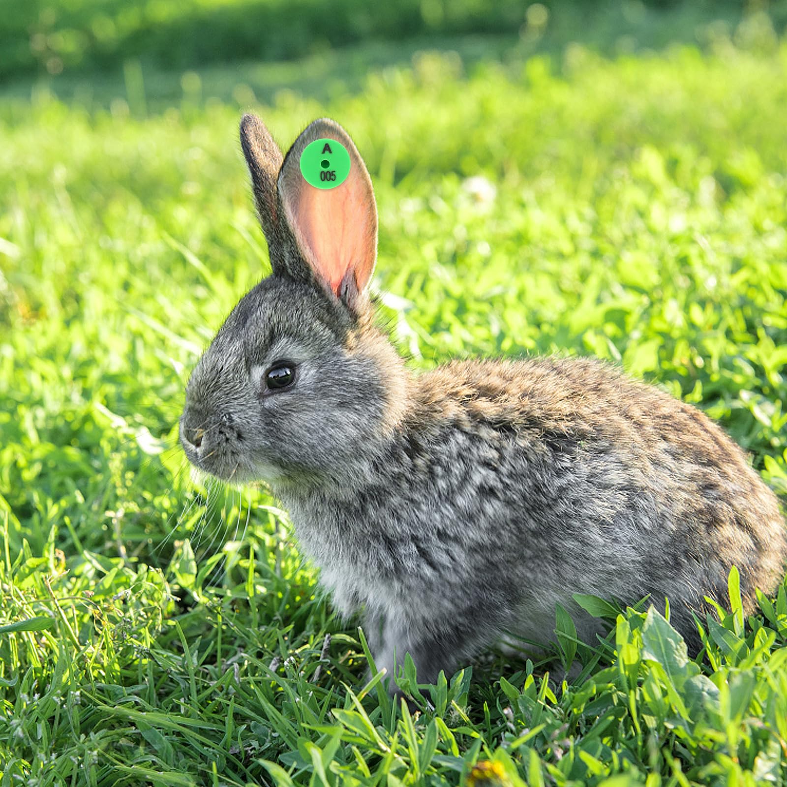 Yardenfun Etichette per Orecchie di Coniglio in Pp Verde 100 Pezzi Facili da per Identificazione e Tracciamento Animali Domestici e Piccoli Animali da Allevamento