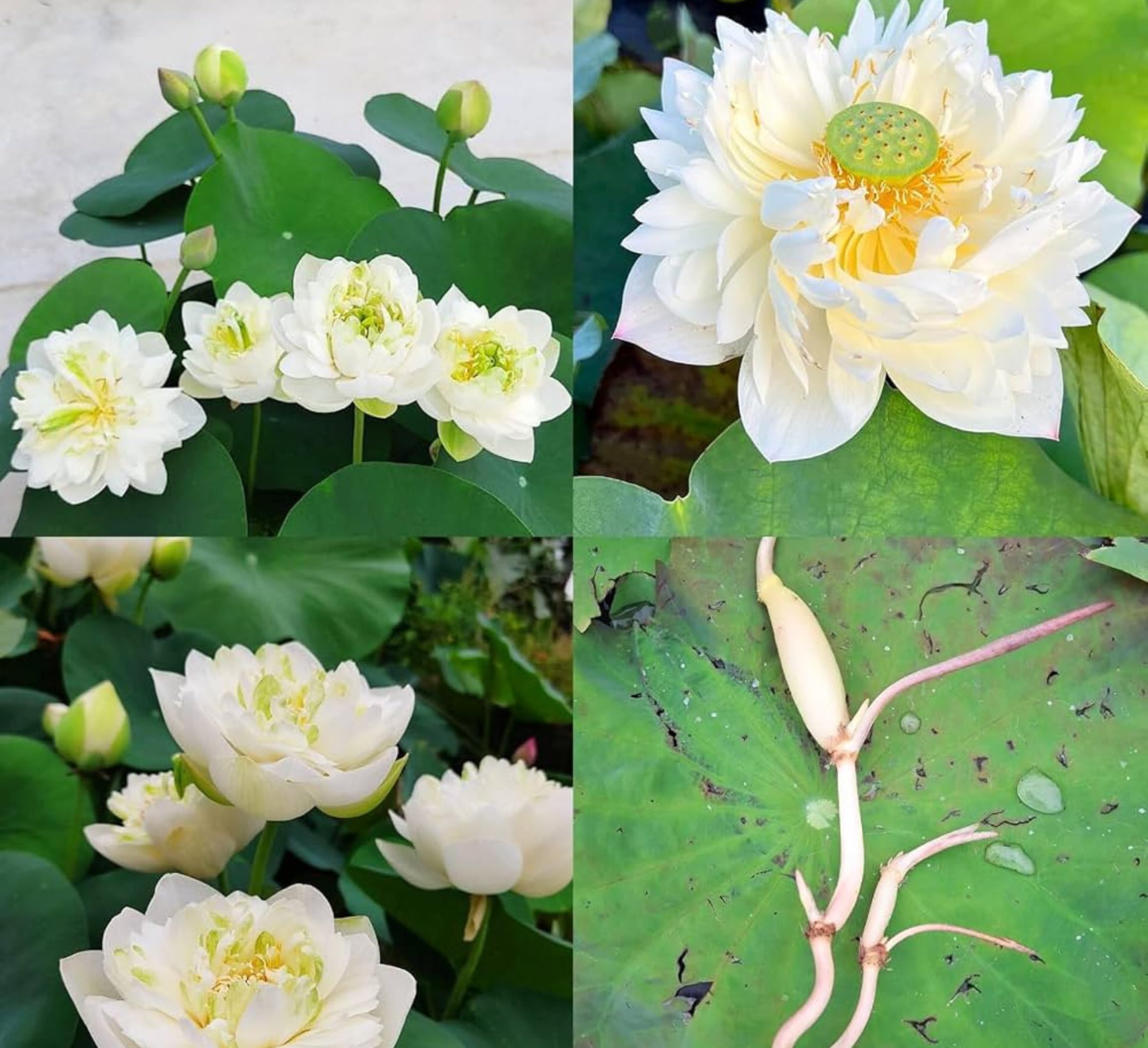 Red Lotus Plant - Blooms in 30 Days! -11