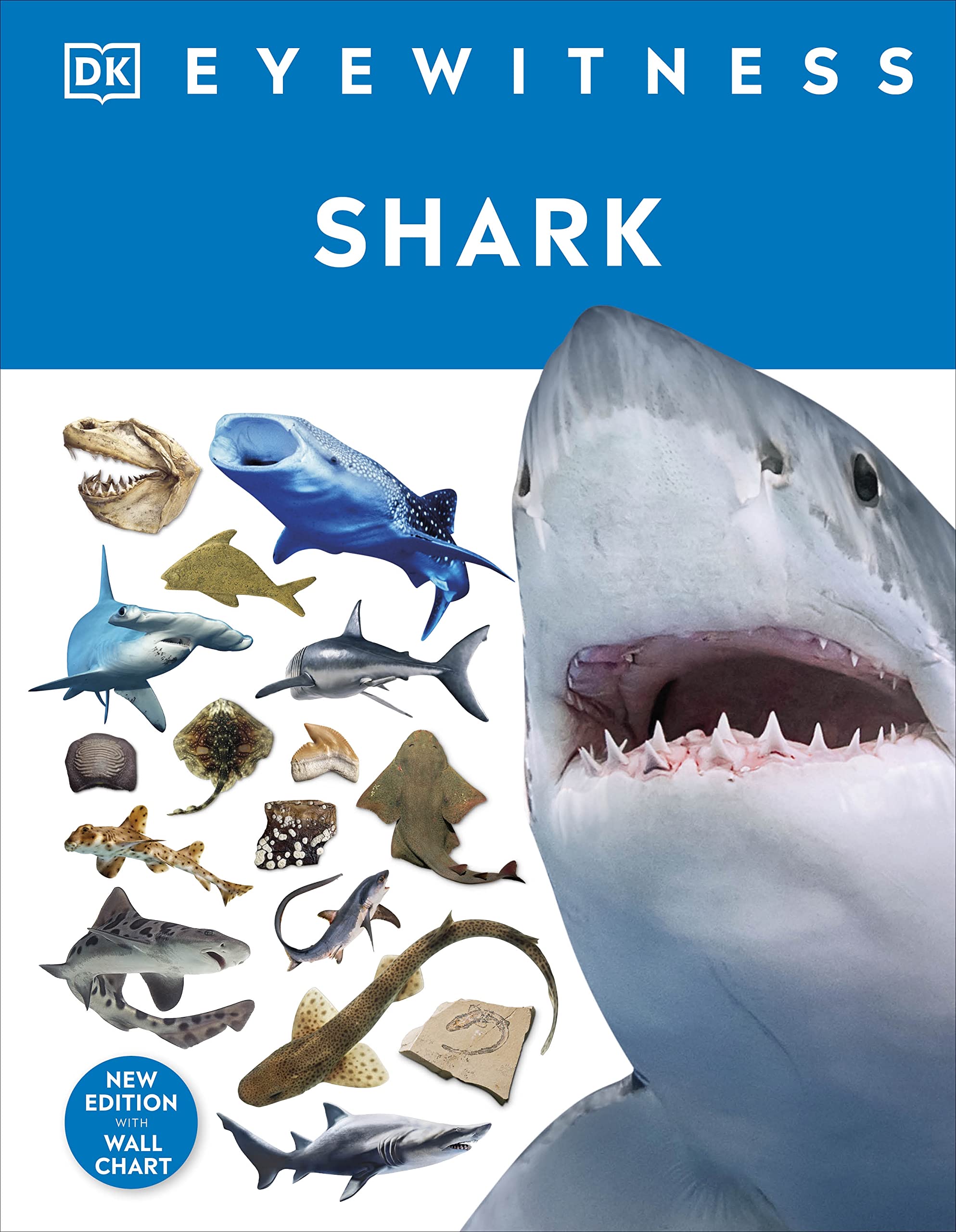 Shark by DK (Hardback Book)