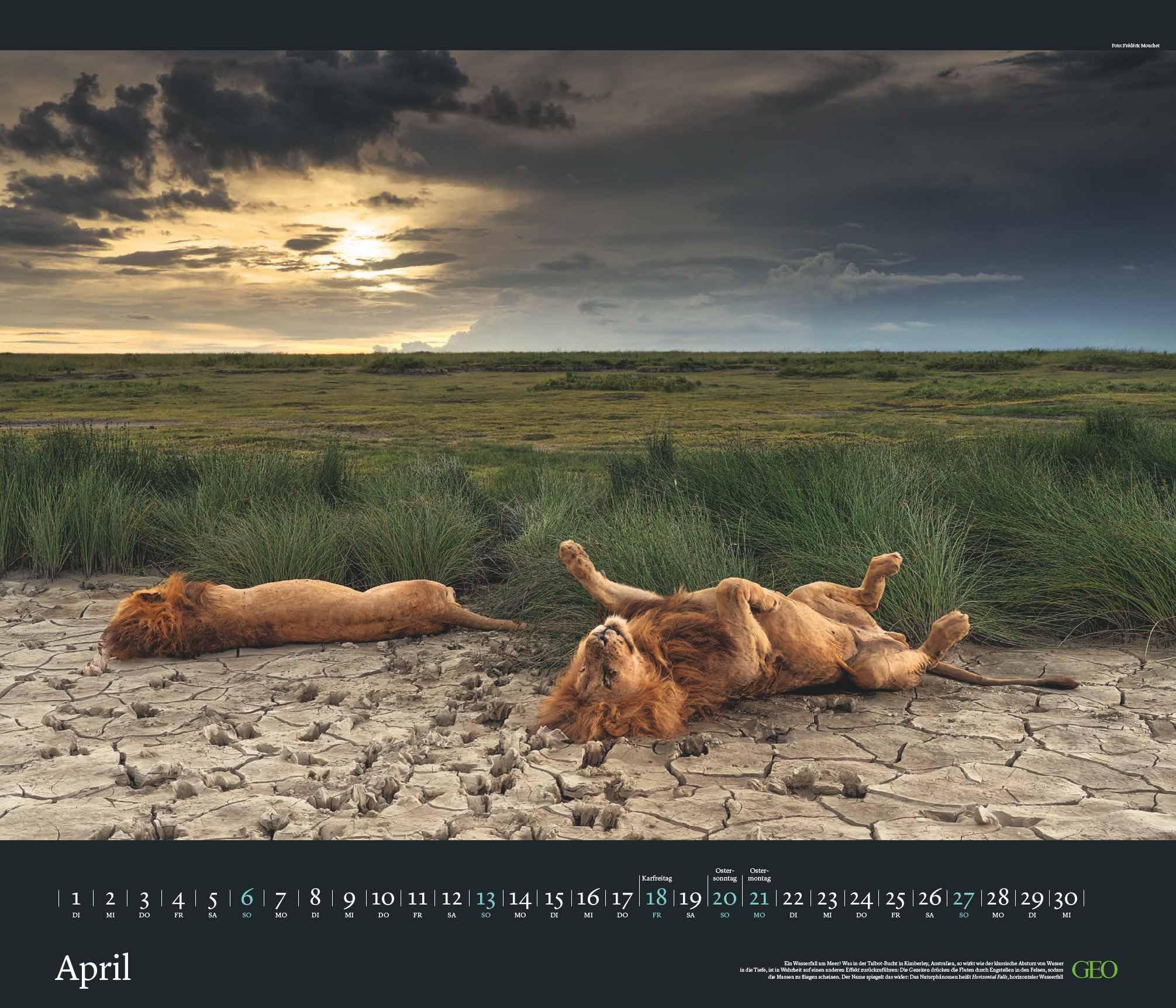 GEO Edition - Tierwelten Wandkalender 2025 - Beeindruckender Kalender für Tierfotografie, Großformat 70x60 cm, mit Einzigartigen Aufnahmen aus der Tierwelt