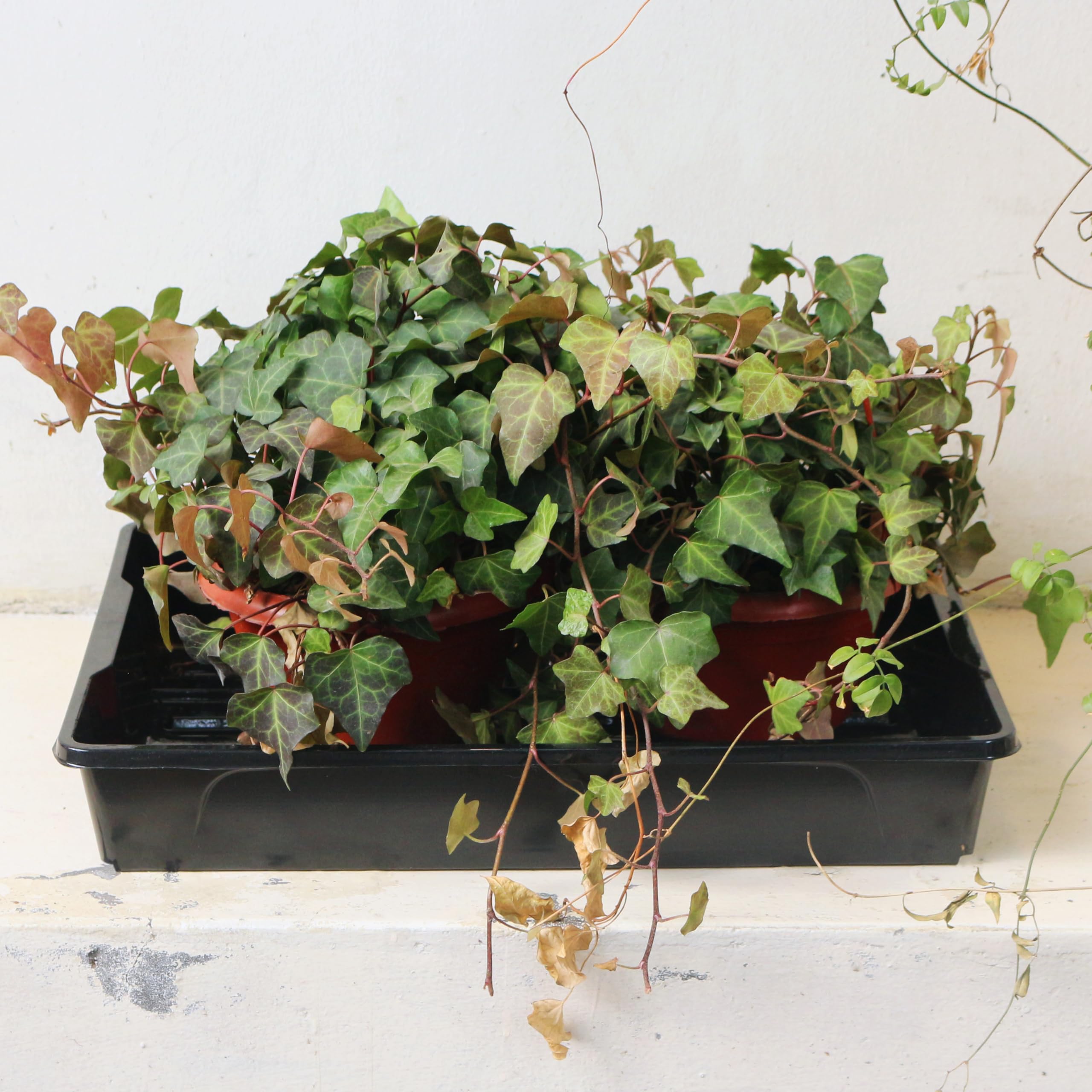 Gardzen 10 Stück Anzuchtschalen, wiederverwendbare Pflanzen-Wachstumsschalen, ideal für Samenstartung, Microgreens, Indoor-Gartenarbeit und Gewächshaus-Pflanzenzuchtstätten – keine Abflusslöcher, 39,9