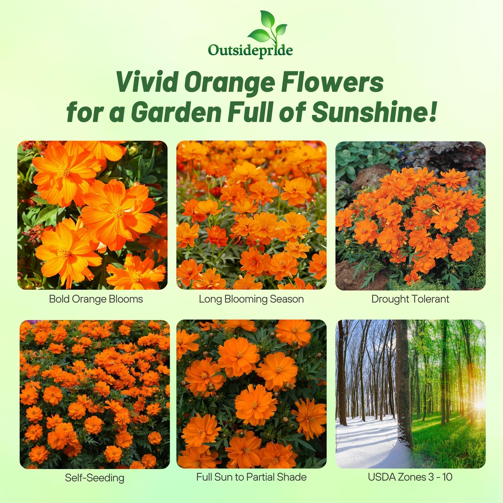Amazon.com : Outsidepride Mandarin Cosmos Sulphureus Seeds - 50