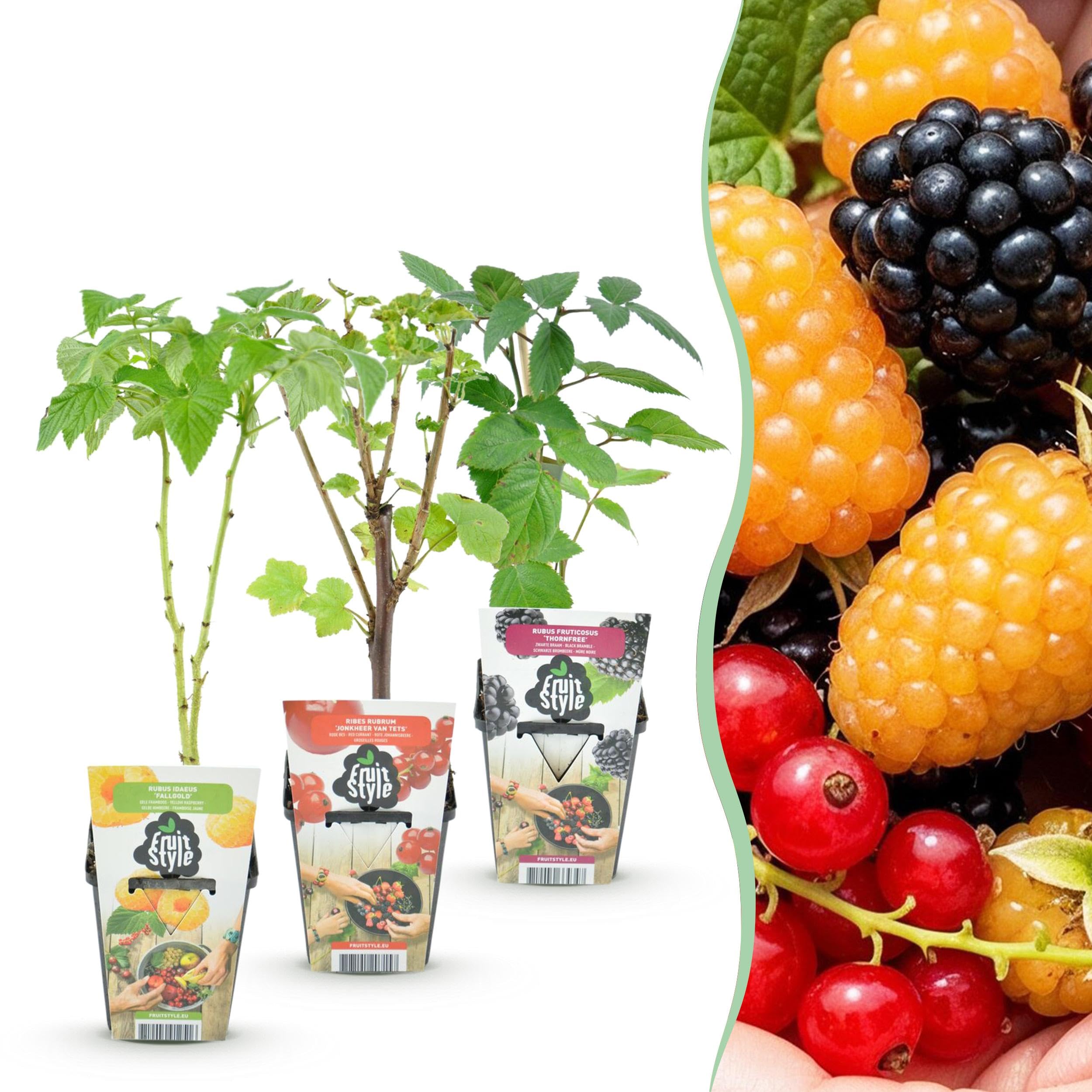 Tricolore - Baies rouges - Framboise jaune - Mûre - Rustique - 3 Plants - 15-25cm - Ø9cm - Plante de jardin