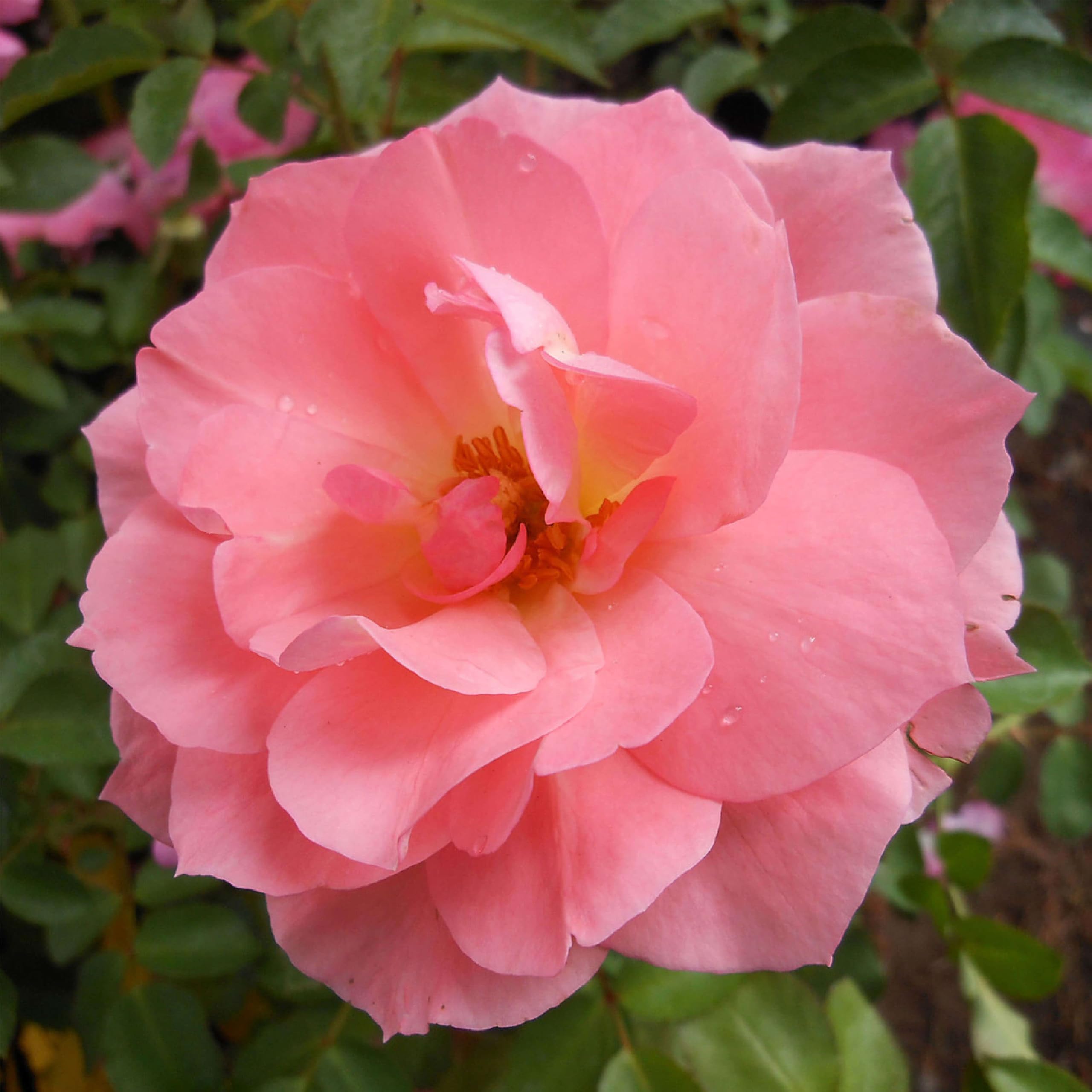 Heirloom Floribunda Rose Passionate Kisses