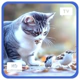 Diseñado para Fire TV con imágenes de alta calidad aptas para mascotas