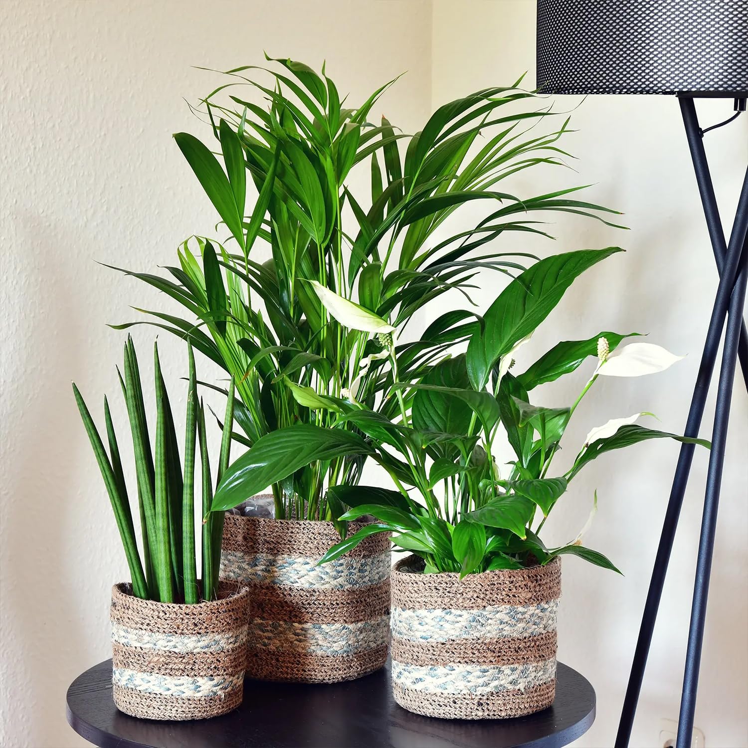 Zimmerpflanzen 3er Box Fresh Air Brothers | Goldfruchtpalme, Einblatt, Sansevieria | Luftreinigende Pflanzen mit Übertöpfen frisch aus der Gärtnerei | Pflegeleicht & dekorativ | Green Me Up