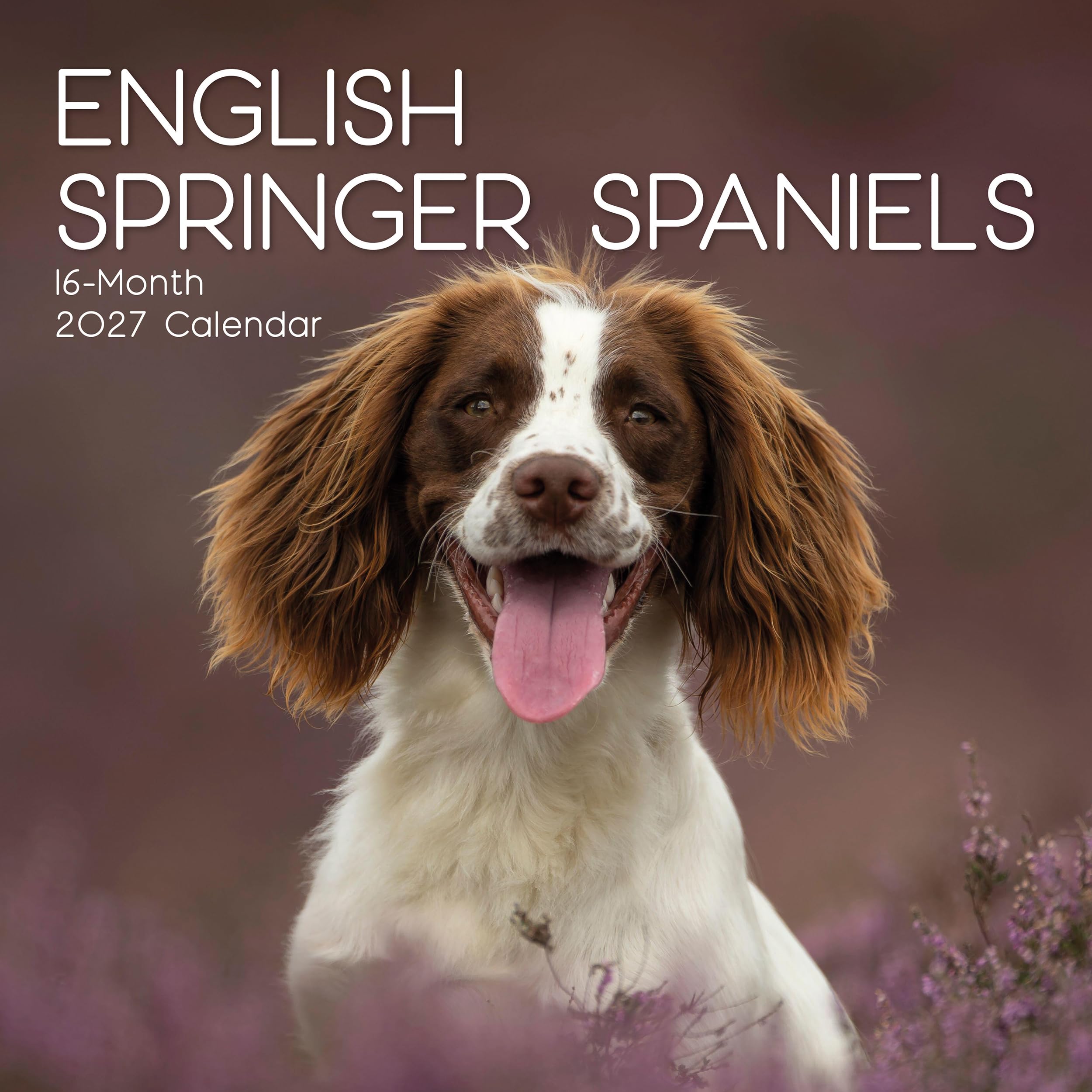 TGSC | English Springer Spaniels 2026-2027 Calendar, 16-Month Square Wall Calendar (Sept 2026 – Dec 2027), UK Planner with Springer Spaniels, For Dog Lovers, Home Decor, Office Organiser | 30 x 30 cm