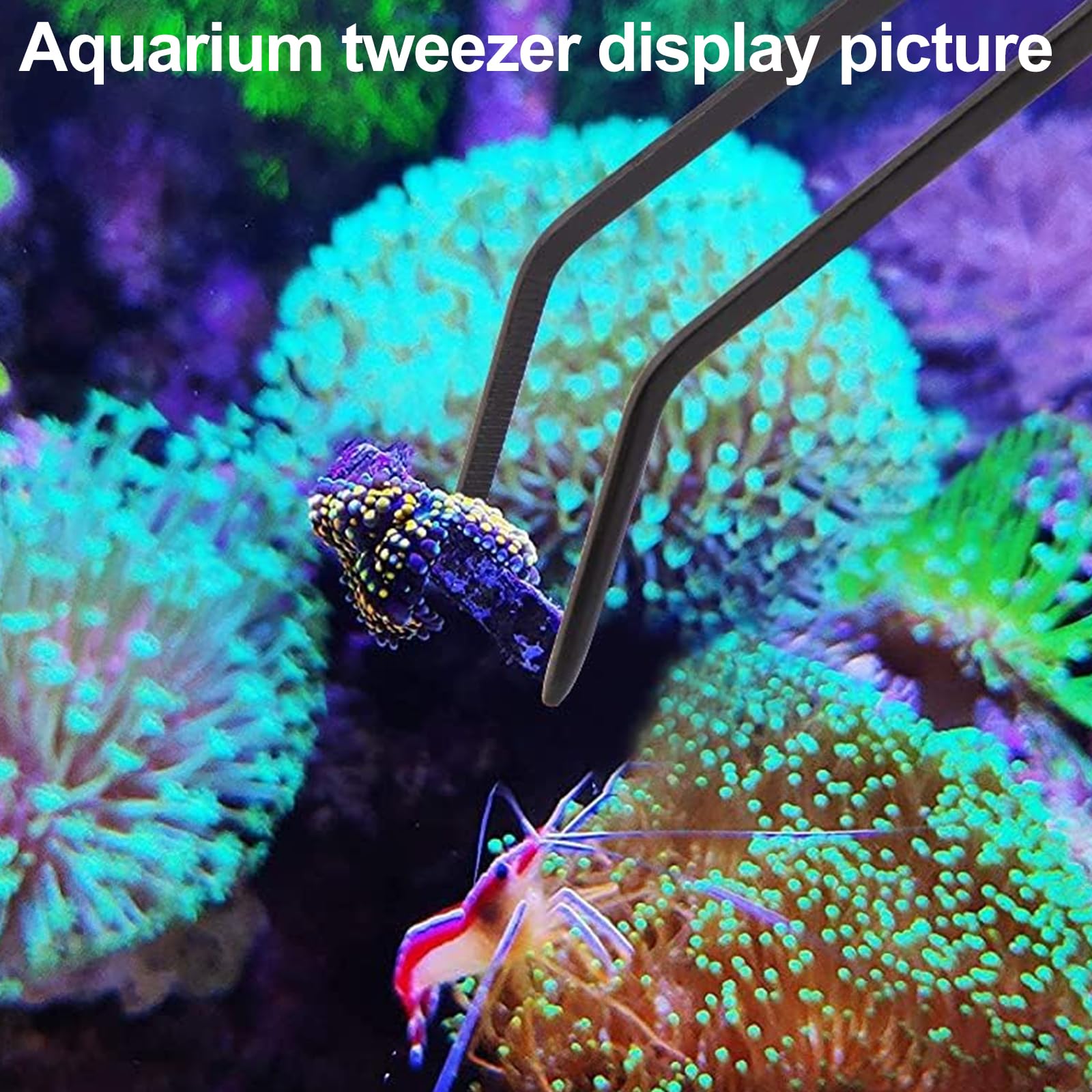 Aquarium Choice Grabador de Arrecife de Coral de 31.5 Pulgadas de Largo, comedero de Coral, comedero de Verduras de Acuario, alimentación con Clip de Alimentos para Acuario (agarrador de Arrecife