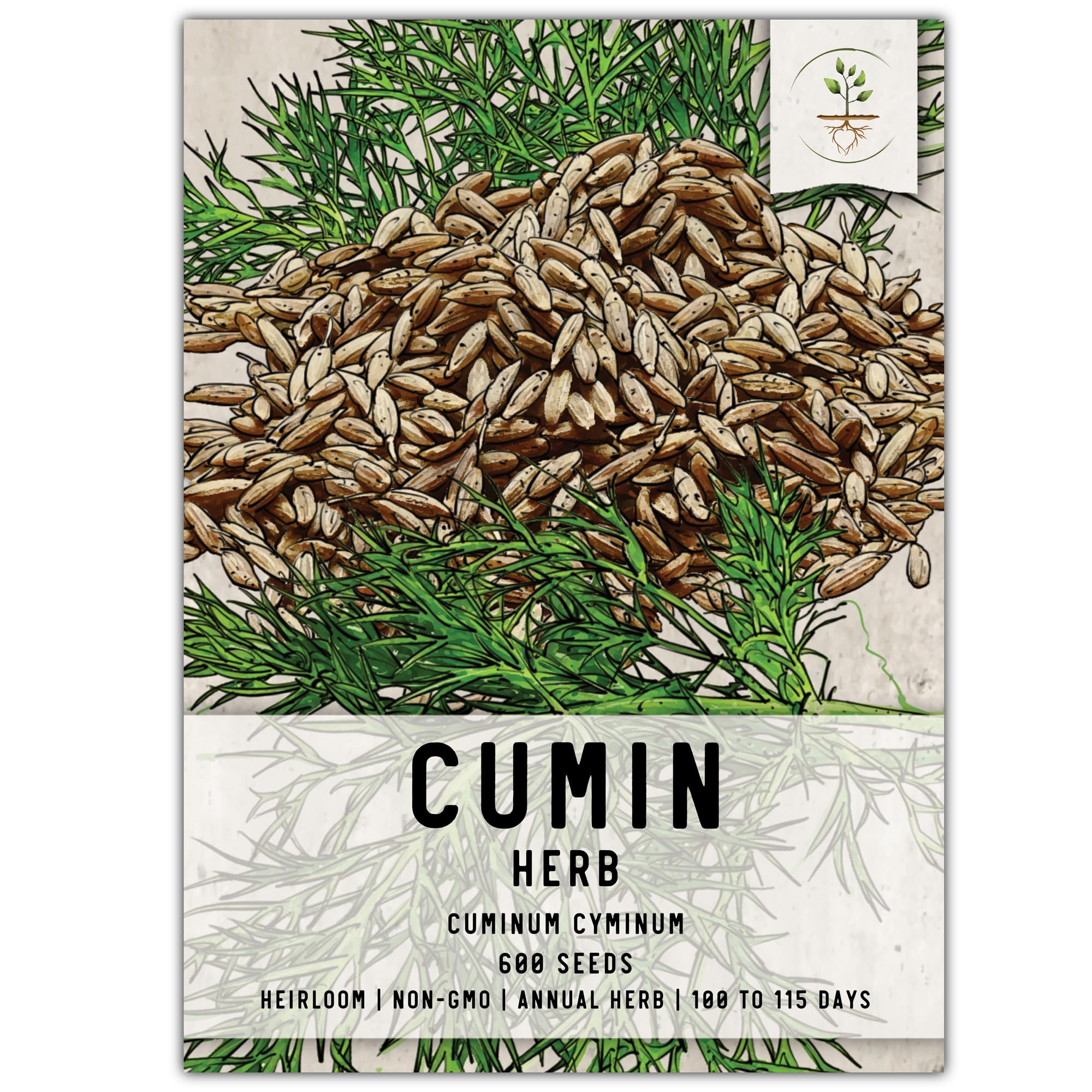 Seed Needs, Cumin Seeds - 1,000 Heirloom Seeds for Planting Cuminum cyminum - Non-GMO & Untreated Culinary Herb for Planting an Indoor/Outdoor Garden (1 Pack)