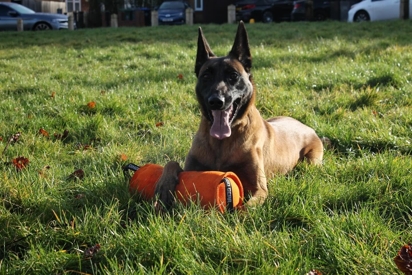 DINGO GEAR Berta Tug Toy a forma di caramella per addestramento al morso, IGP, Fetch, Prey Drive, obbedienza, sport per cani, rimorchiatore in materiale francese con 2 manici, blu (S00097)