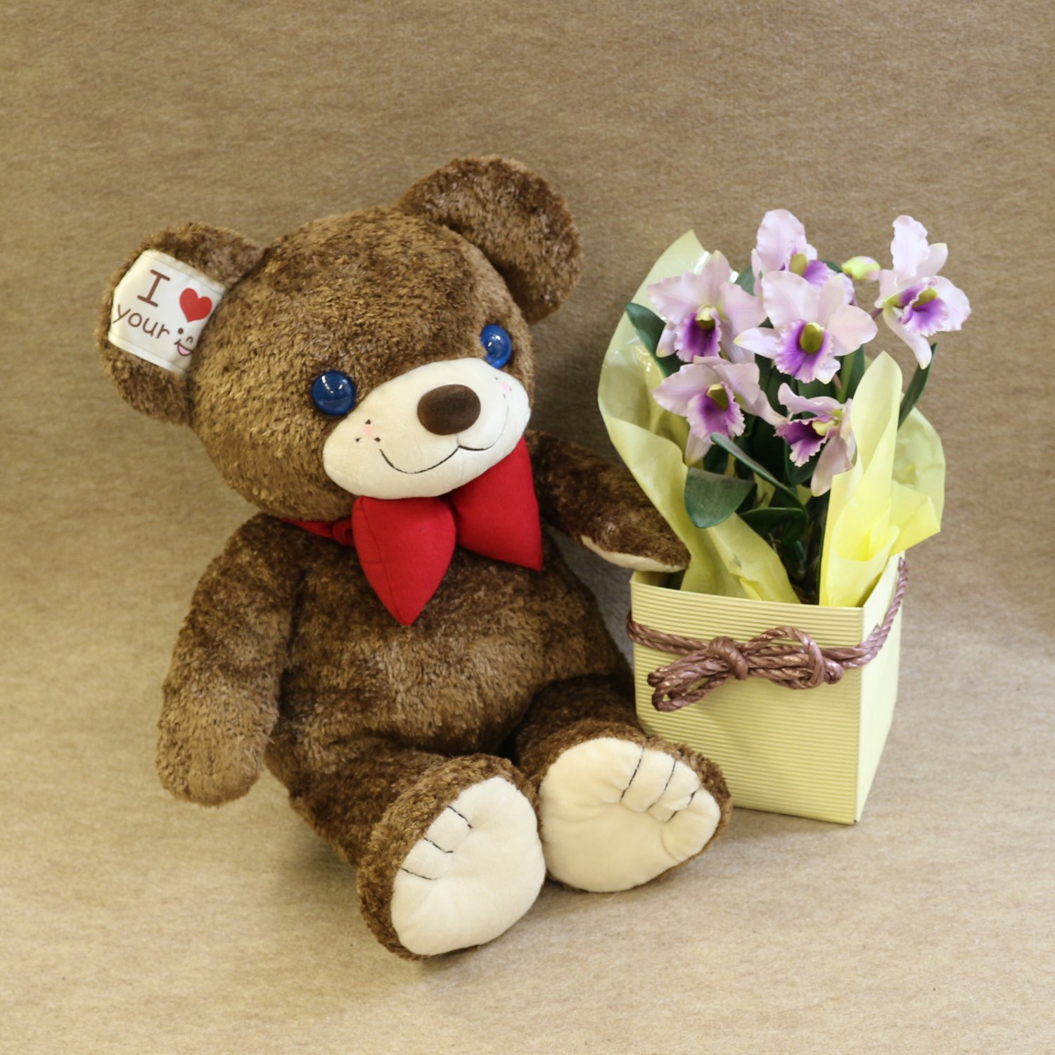 Amazon.co.jp: スマイルベア (M) ブラウン : ゲーム